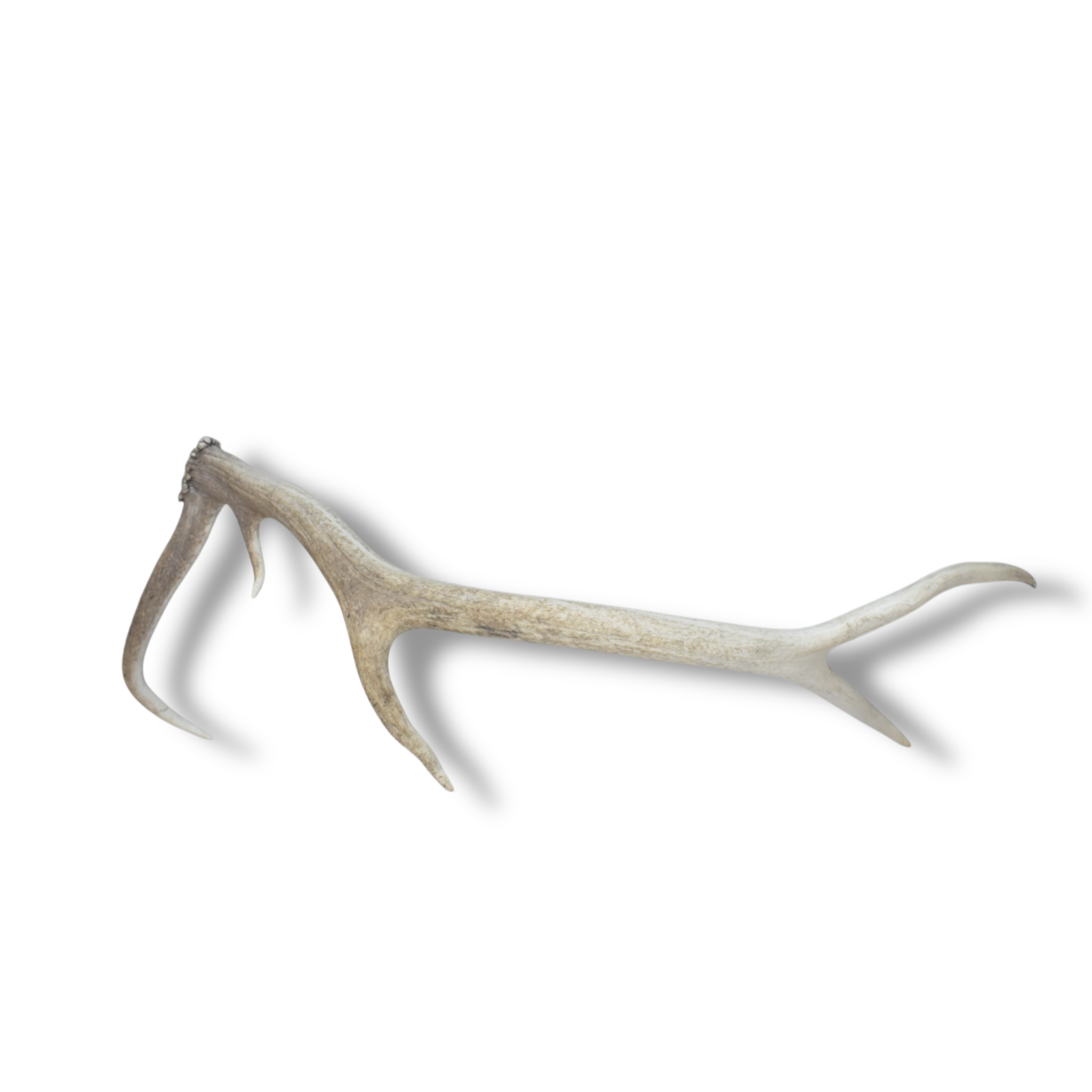 Elk Antler | 65 | SOLD OUT