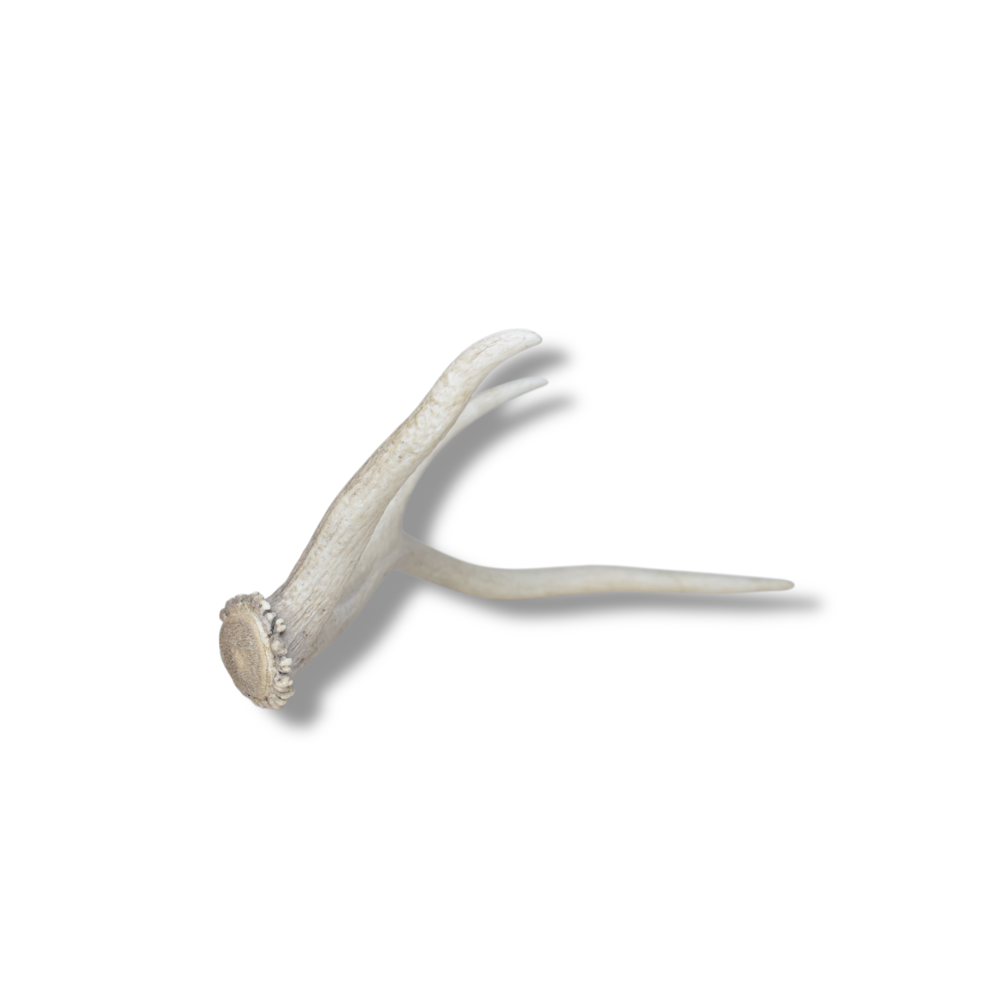 Elk Antler | Small Size | 66