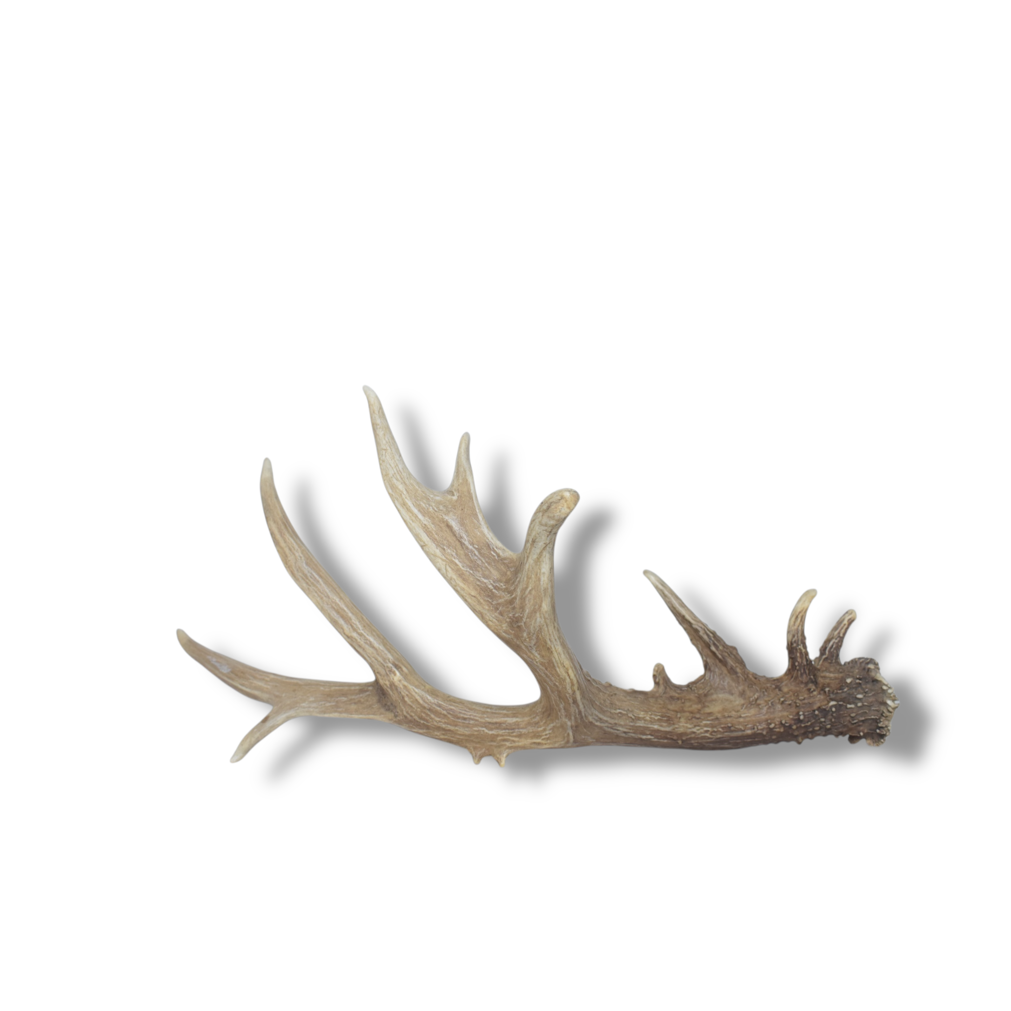 Mule Deer Antler | 54