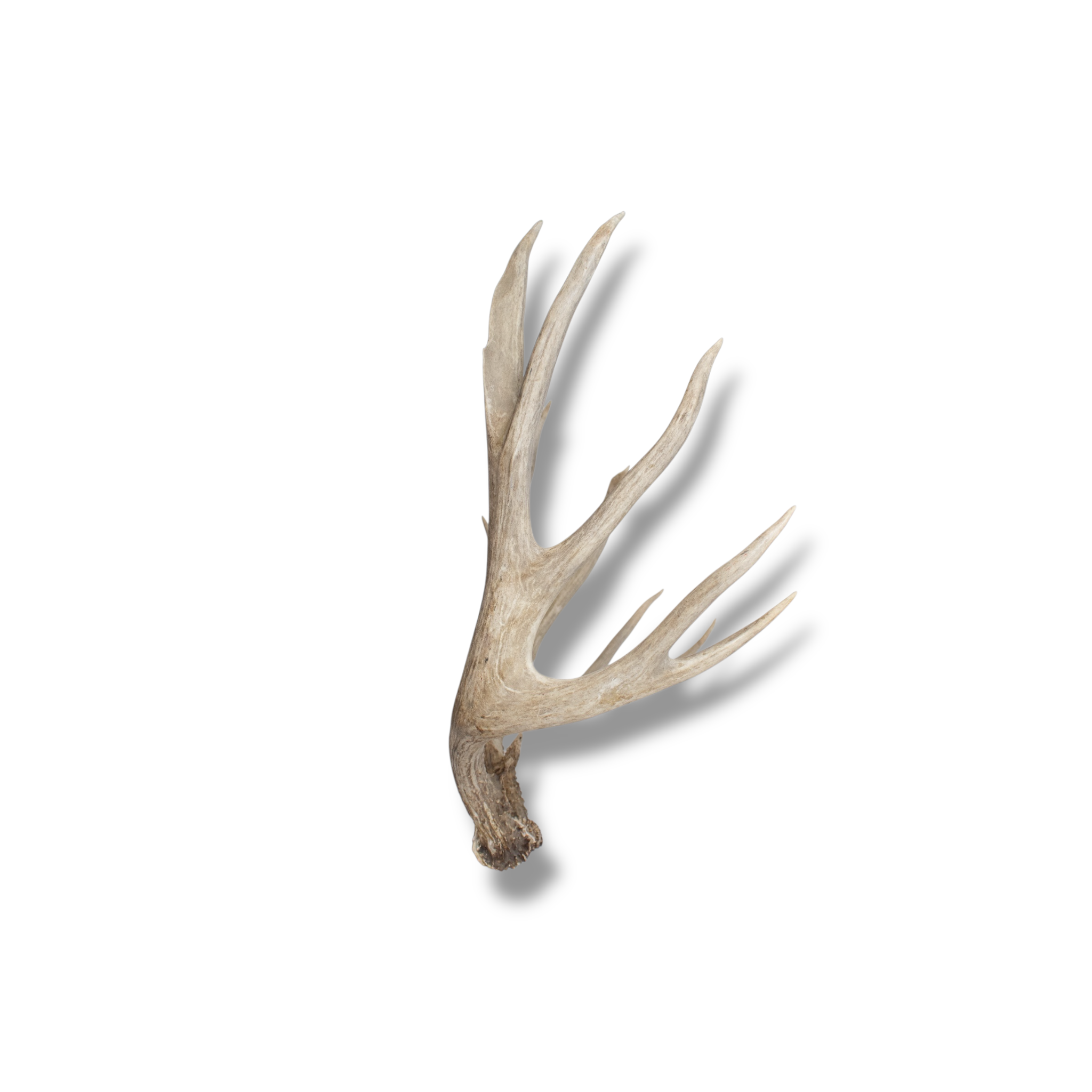 Mule Deer Extra-Large | Made-to-Order | 02