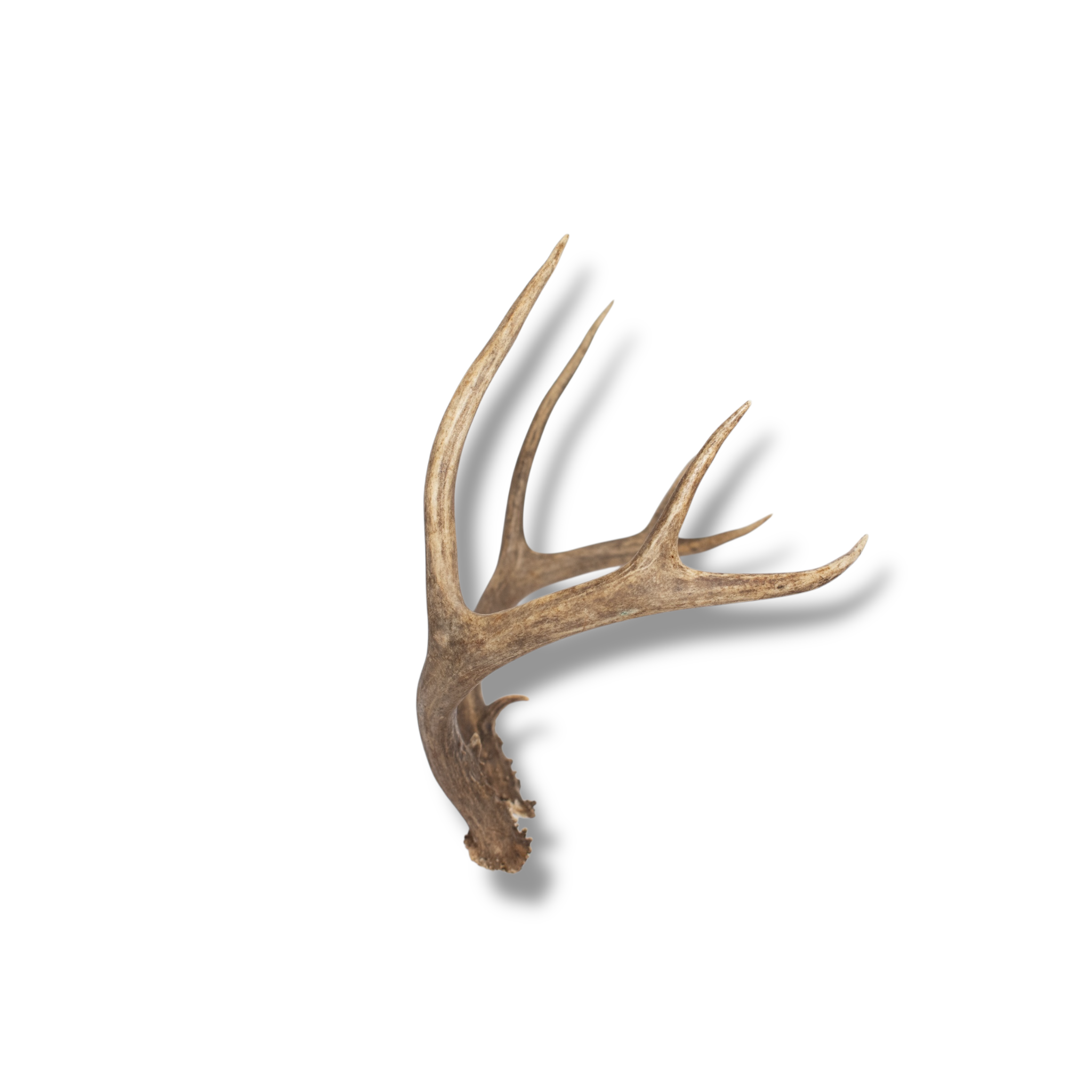 Mule Deer Small | Made-to-Order | 04