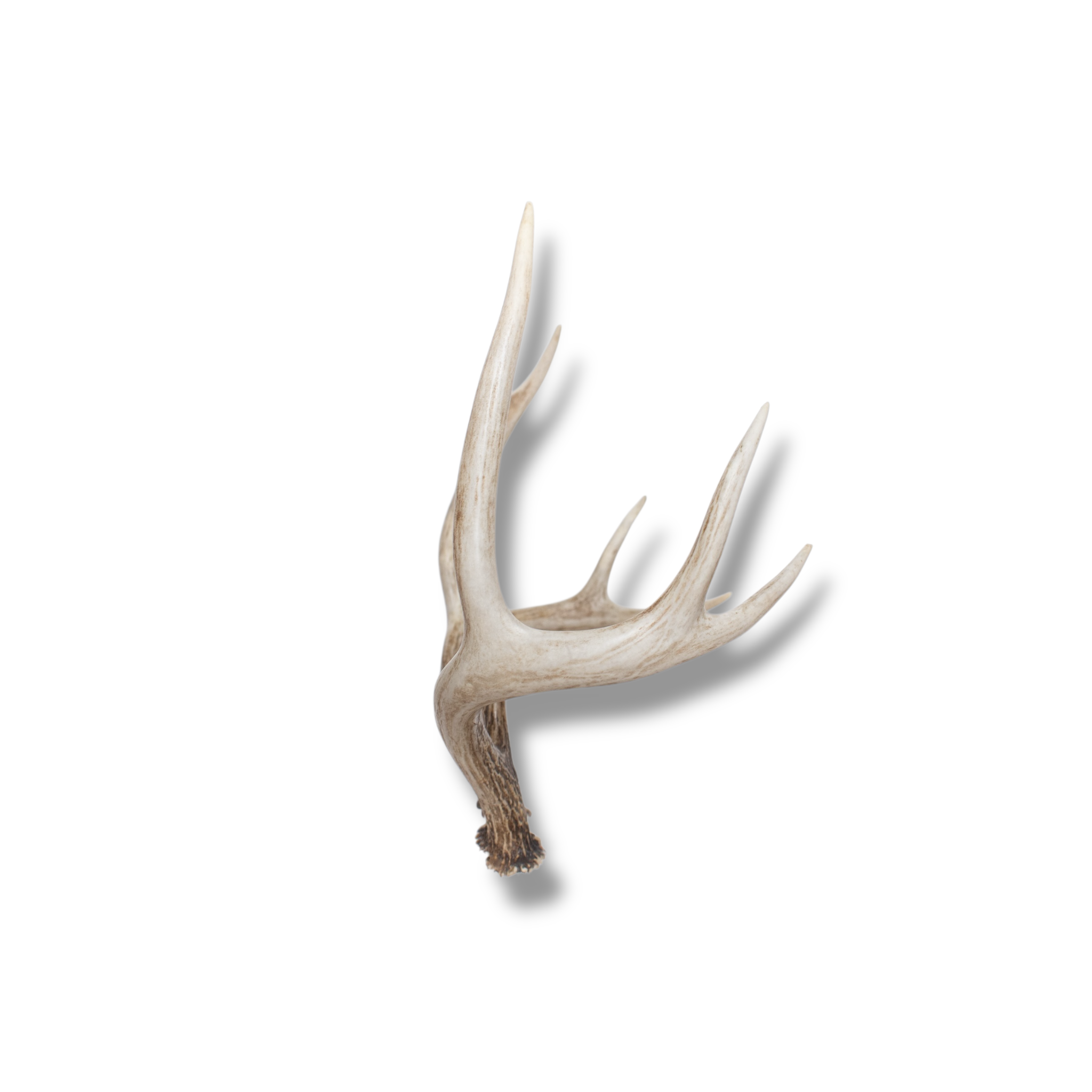 Whitetail Deer Small | Made-to-Order | 05