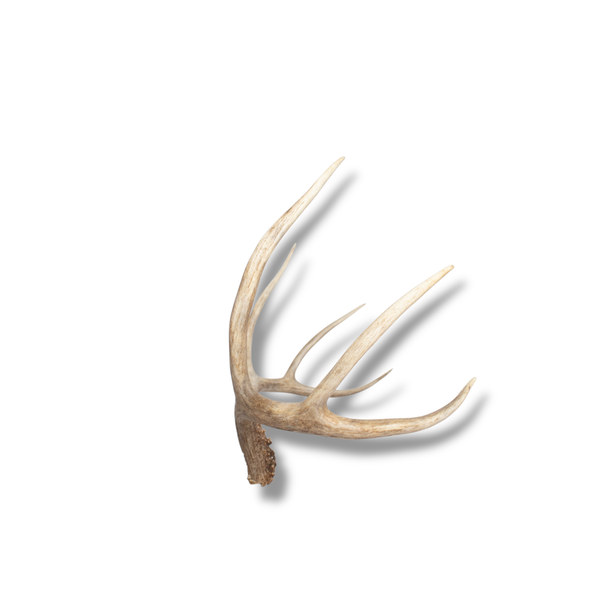 Mule Deer Medium | Made-to-Order | 08