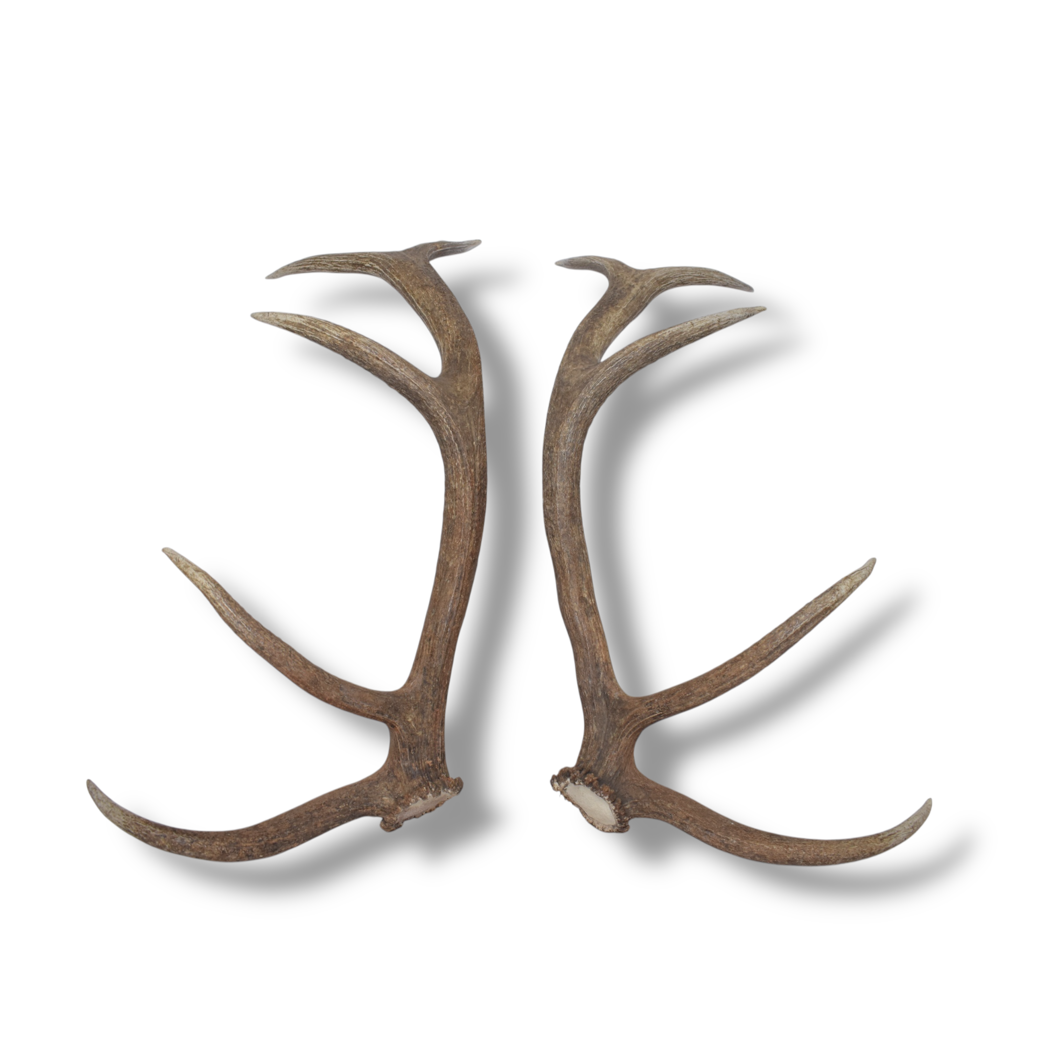 Elk Antler Set | 97