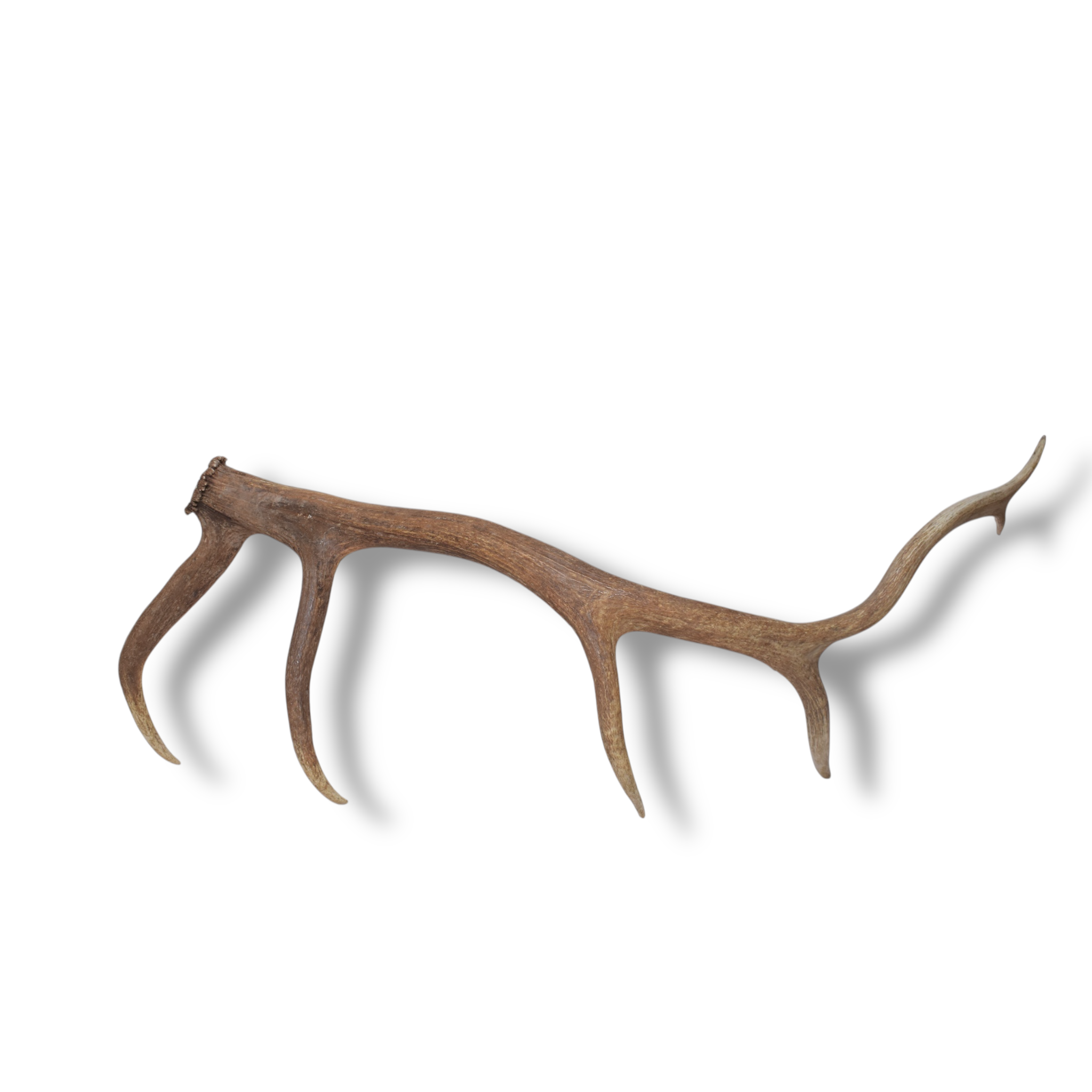 Elk Antler | Large Size | 98