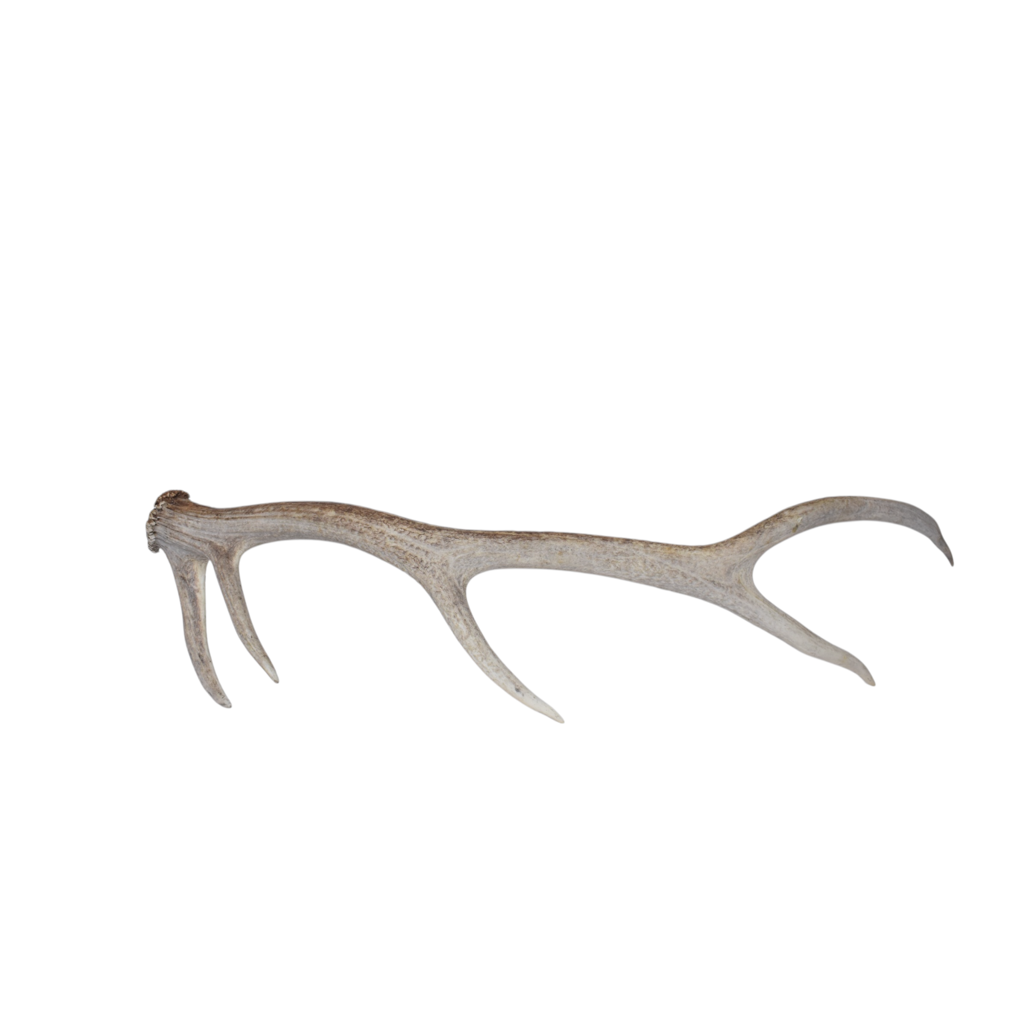 Elk Antler | Medium Size | 99