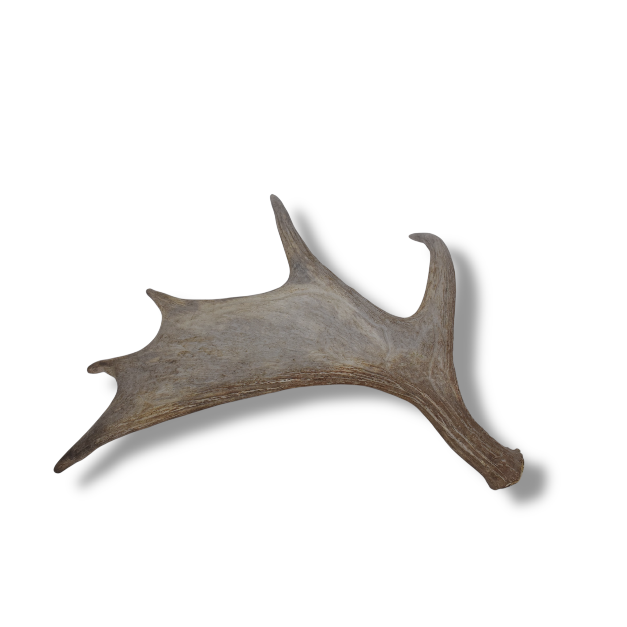 Moose Antler | Small Size | 11