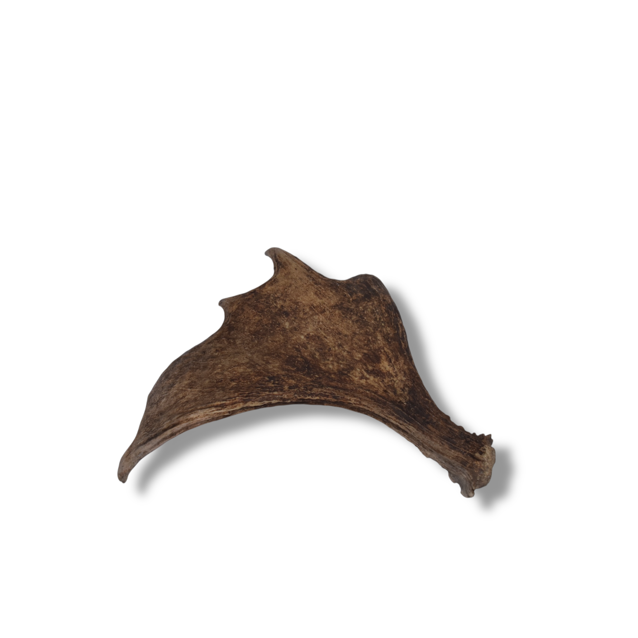 Moose Antler | 06 | SOLD OUT