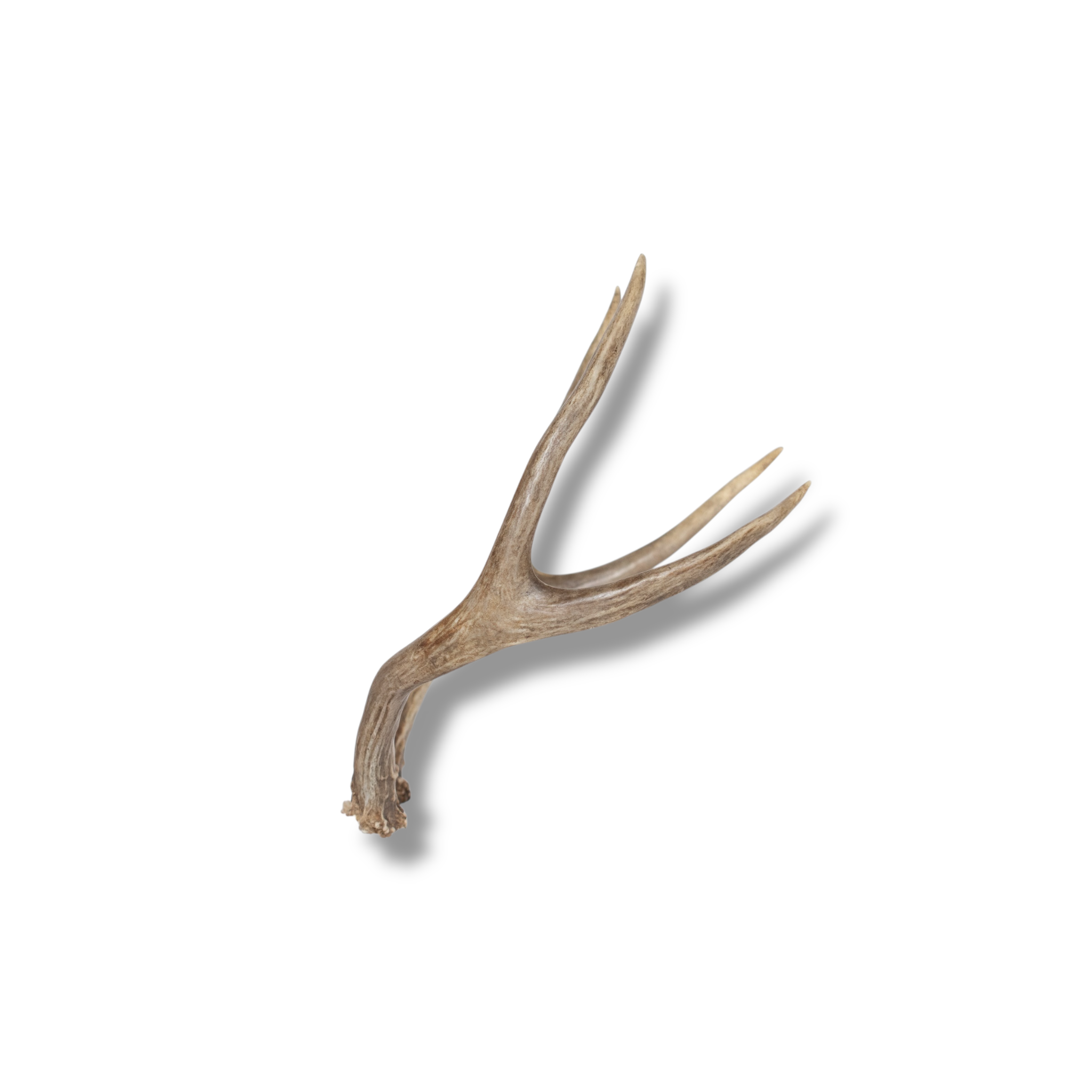 Mule Deer Mini | Made to Order | 14
