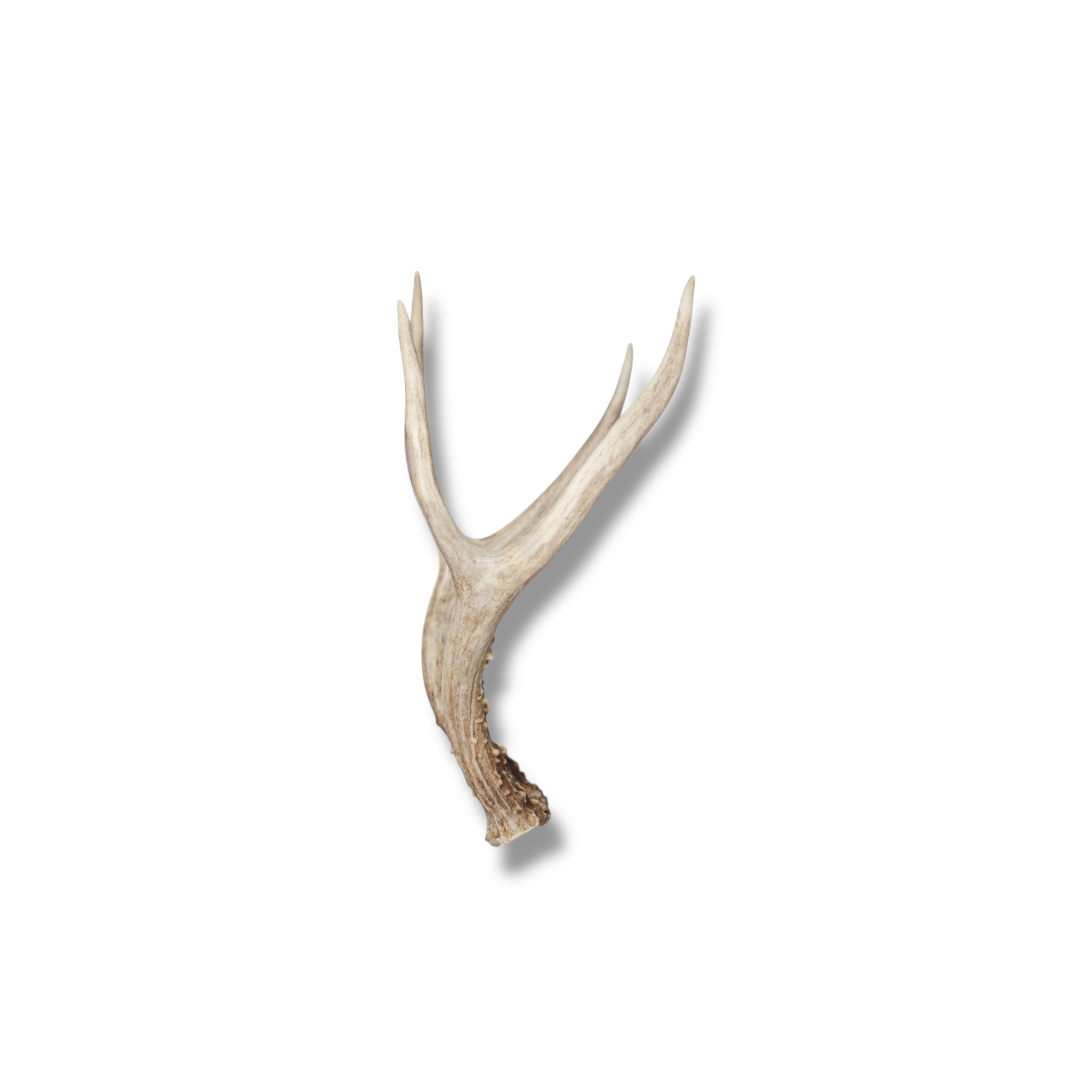 Mule Deer Mini | Made to Order | 15