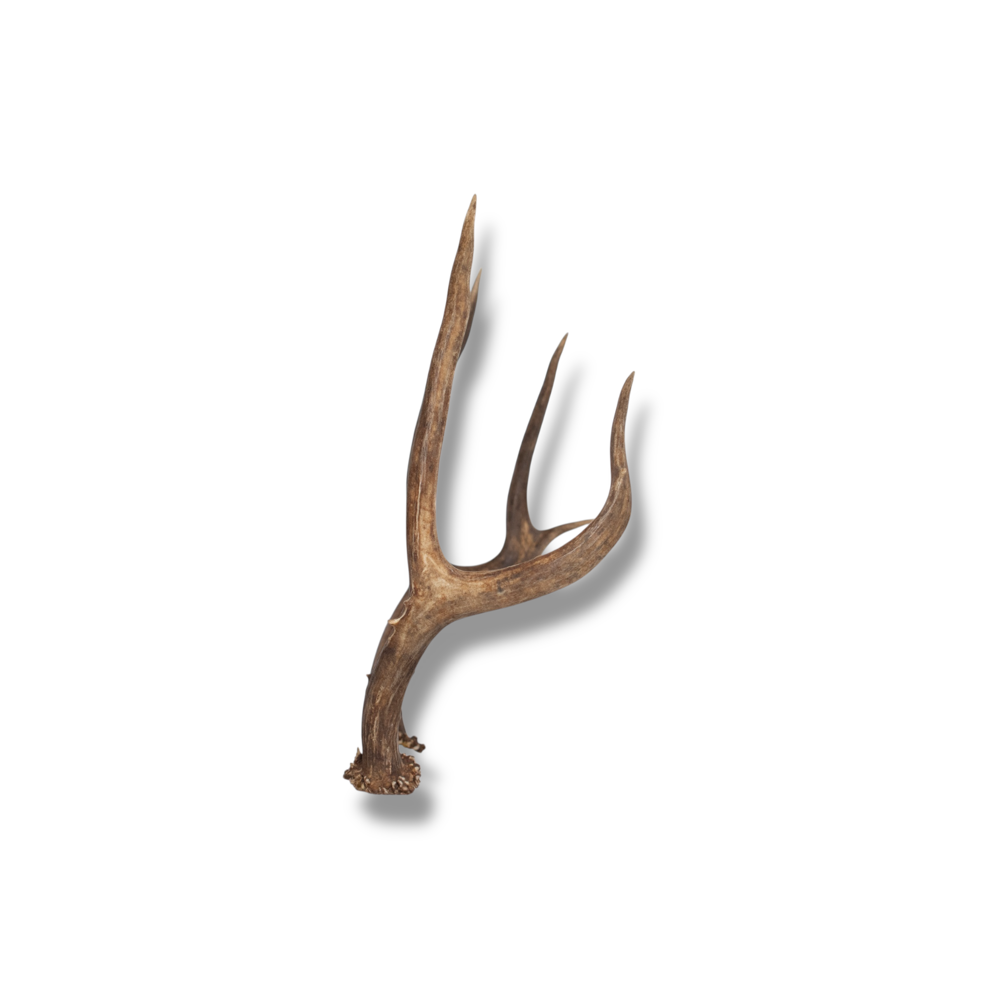 Mule Deer Mini | Made to Order | 16