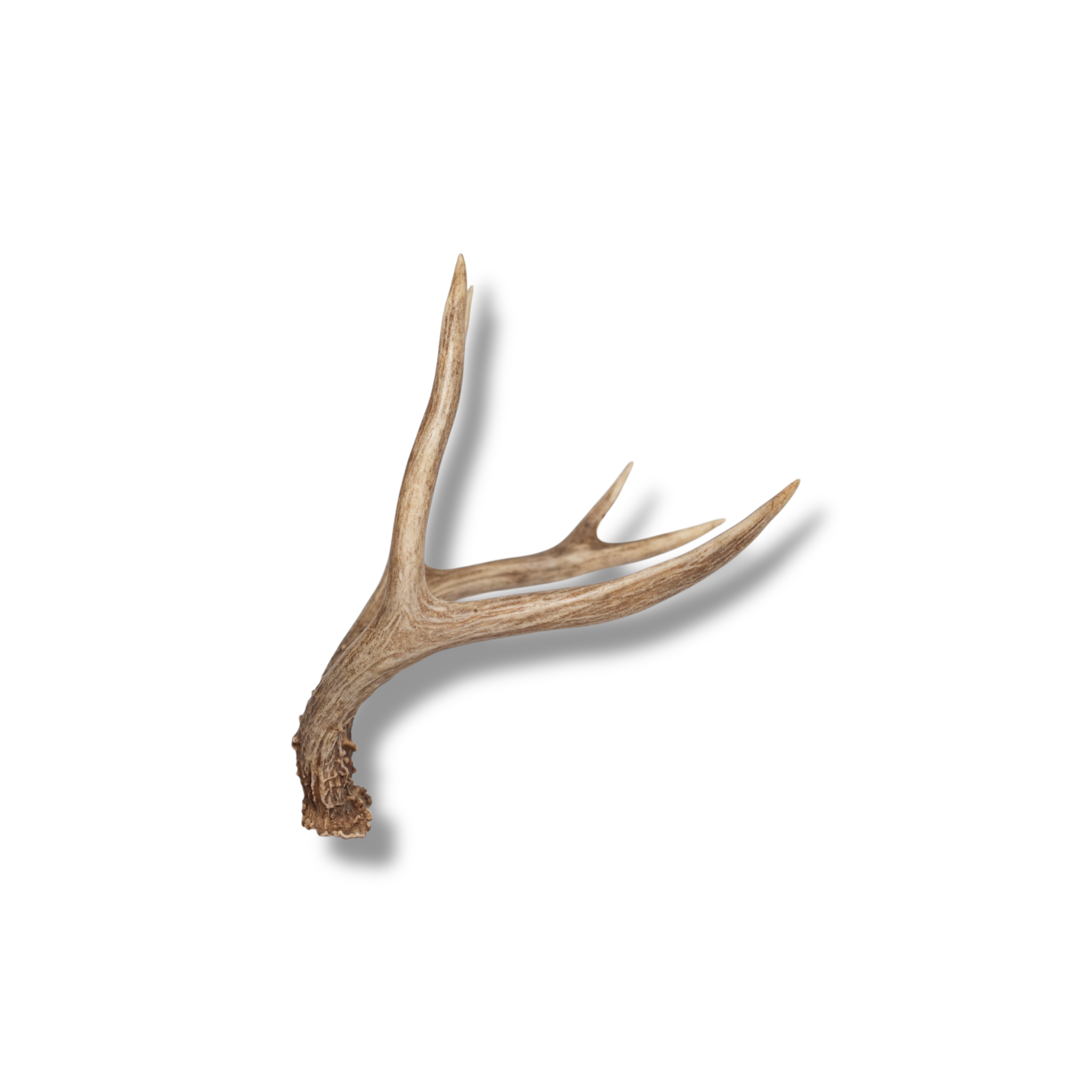 Mule Deer Mini | Made to Order | 17
