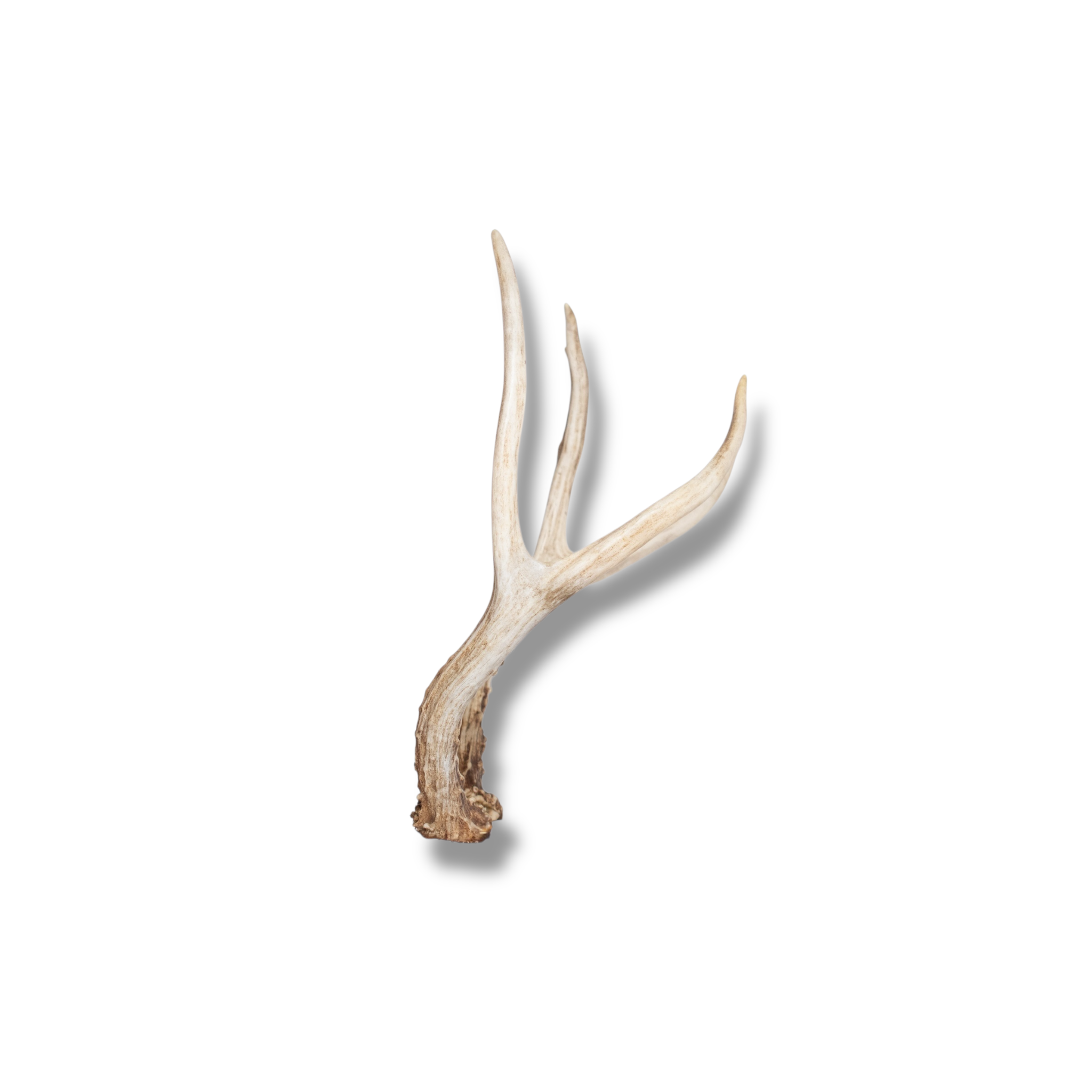 Mule Deer Mini | Made to Order | 18