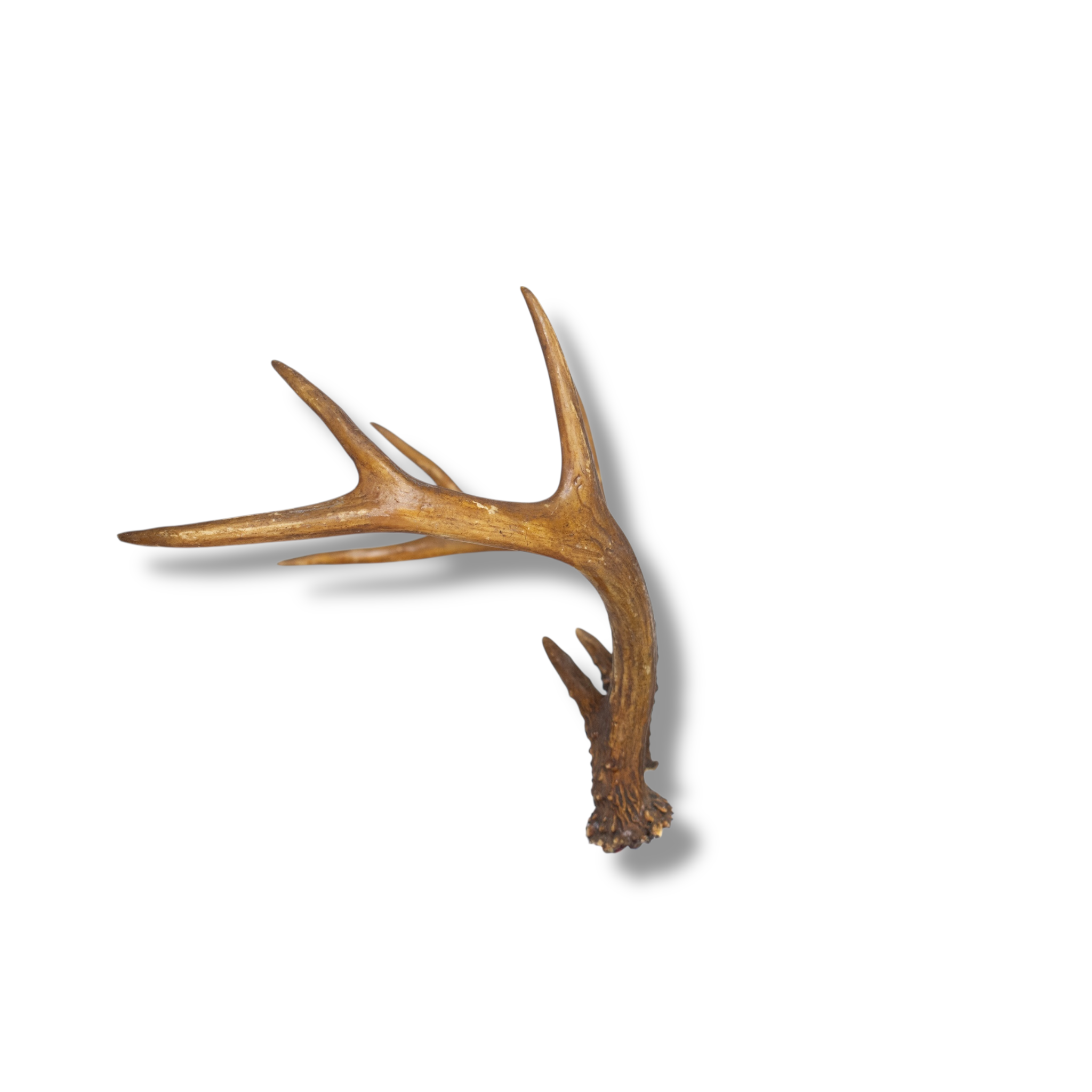Whitetail Deer Small | Made-to-Order | 20