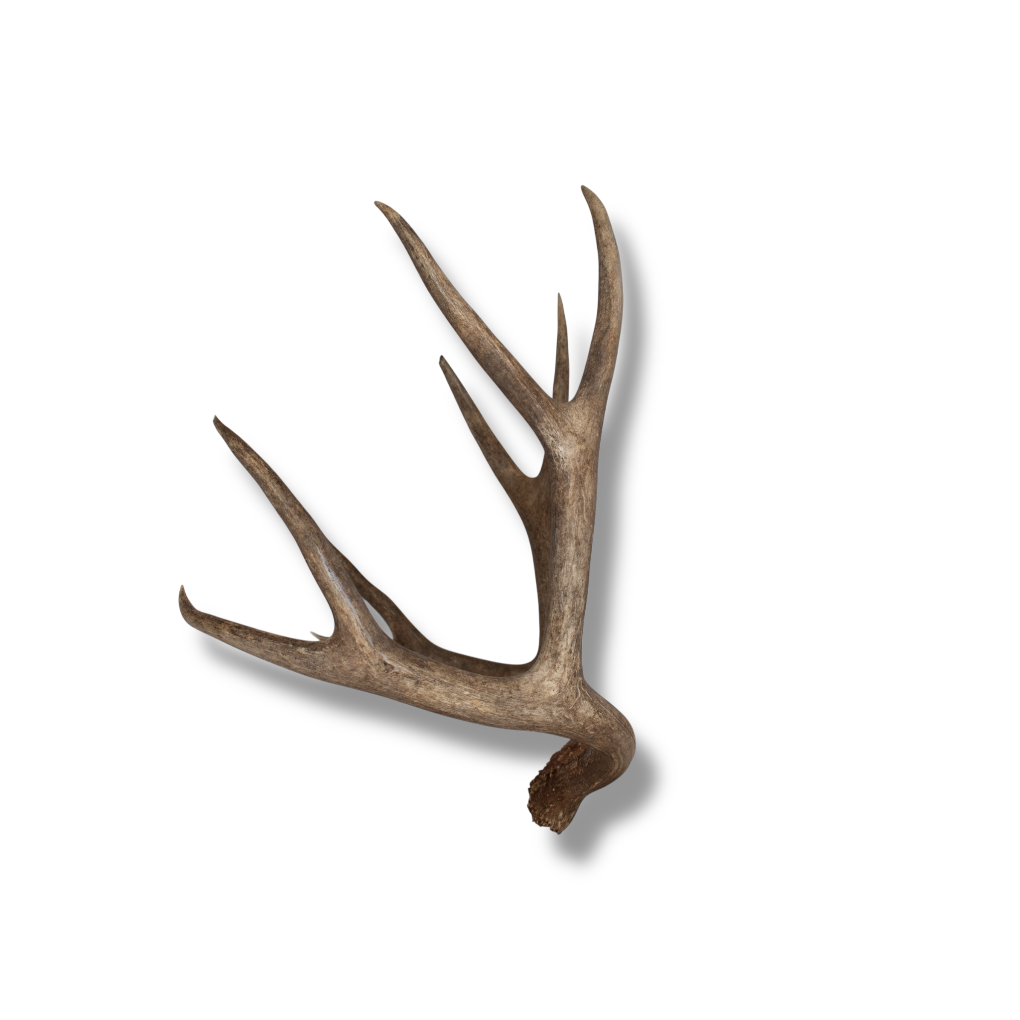 Mule Deer Extra-Large | Made-to-Order | 30