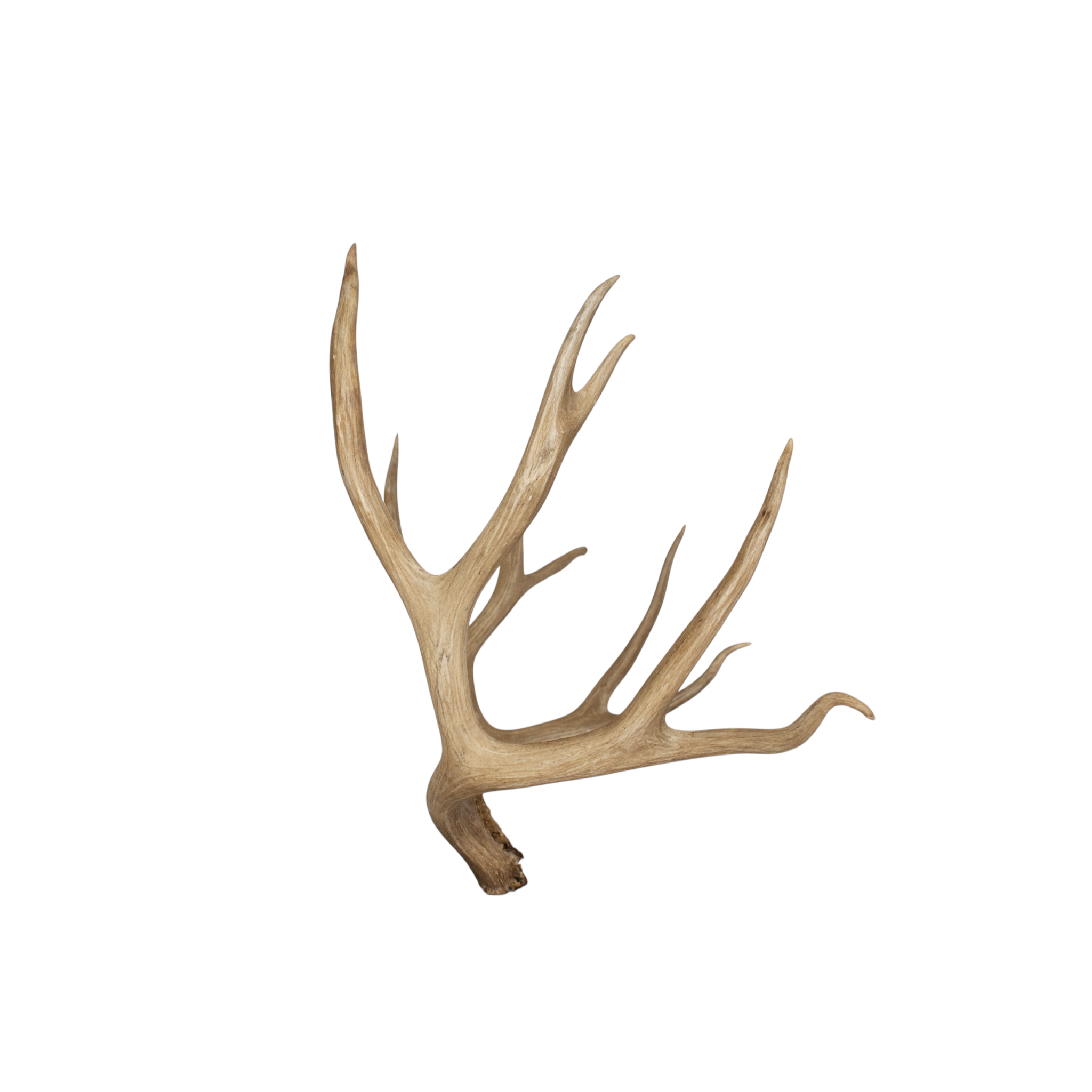 Mule Deer Extra-Large | Made-to-Order | 32