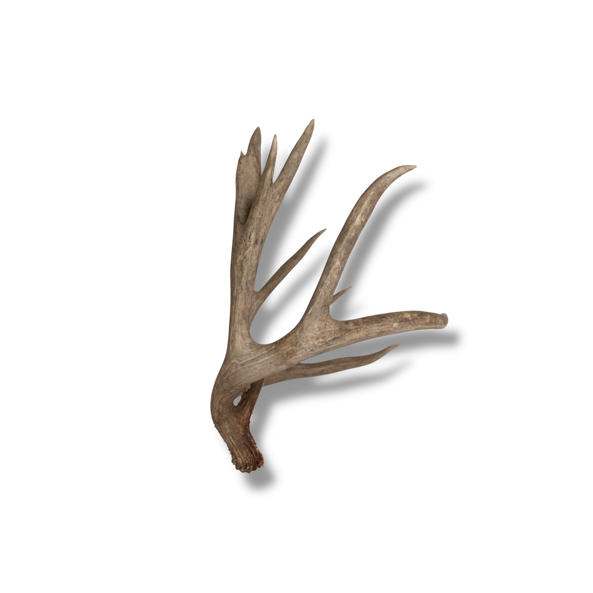Mule Deer Extra-Large | Made-to-Order | 33
