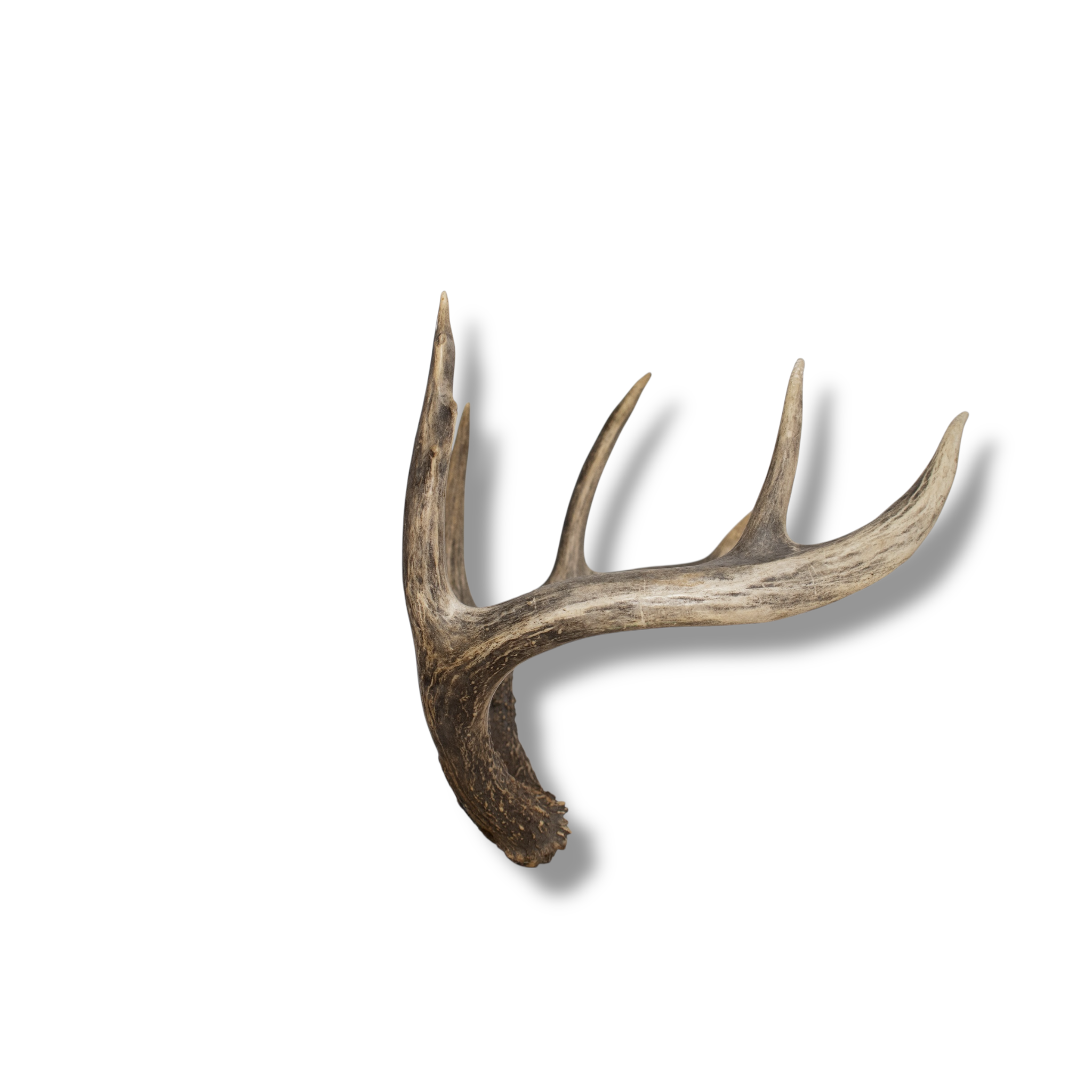 Whitetail Deer Large | Made-to-Order | 27