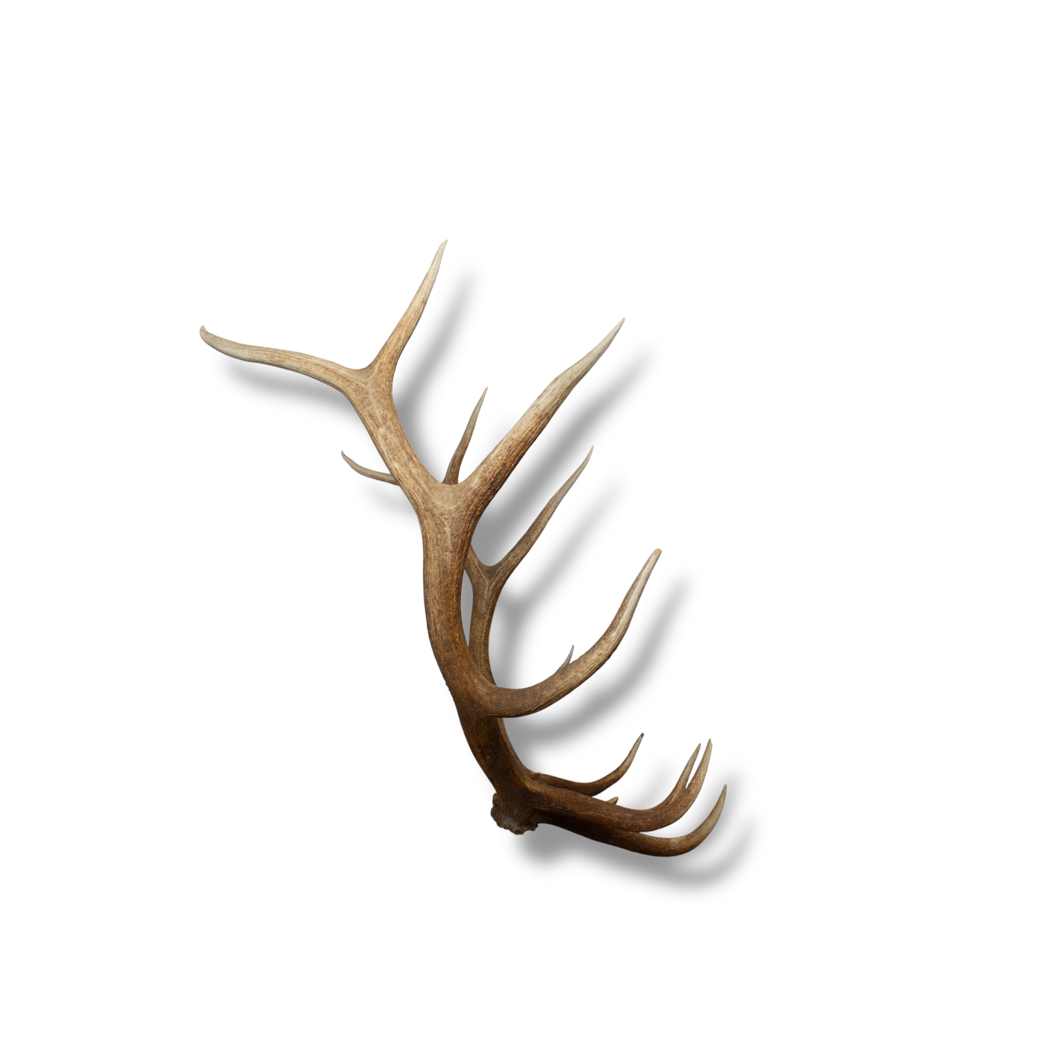 Elk Large | Made-to-Order | 39