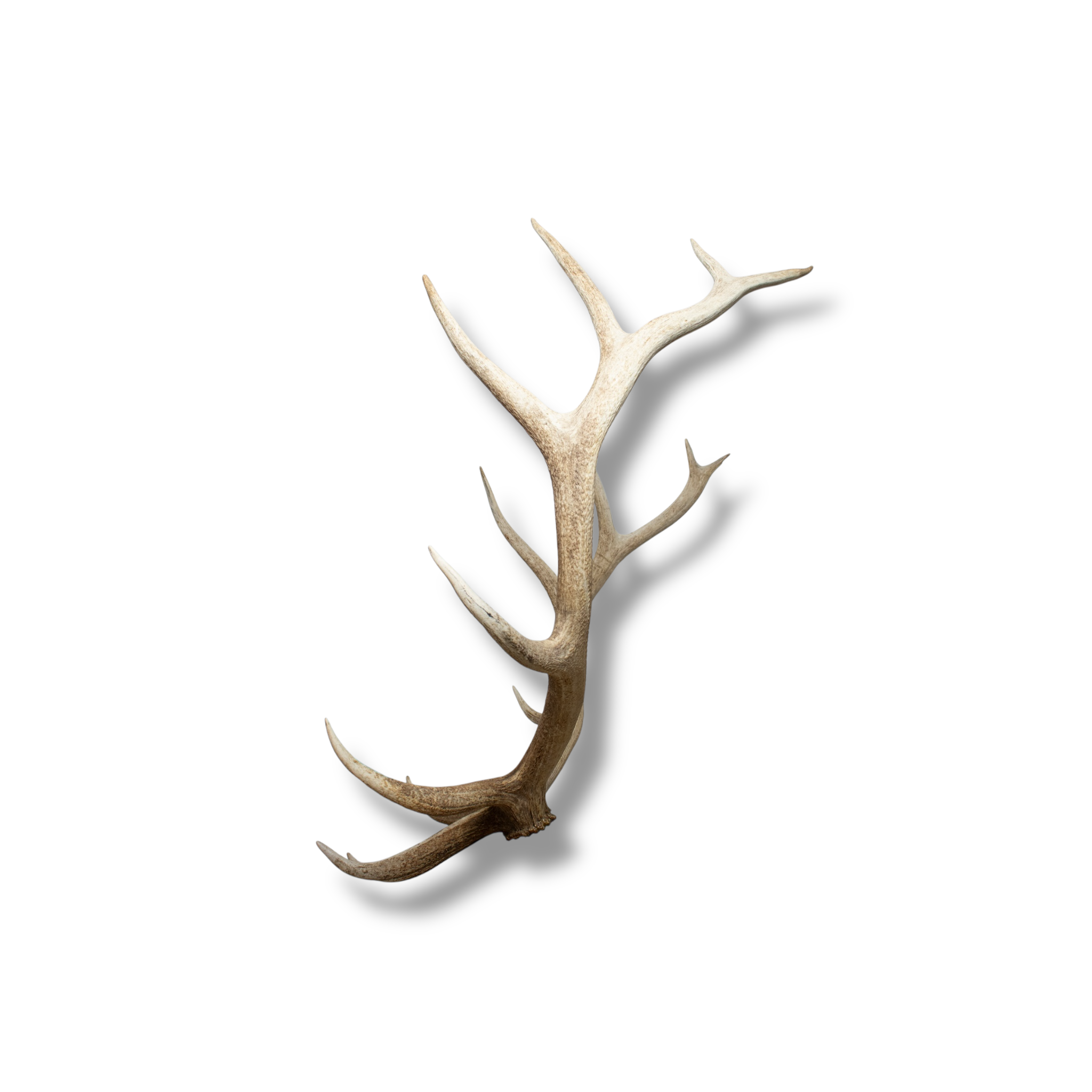 SOLD OUT | Elk Extra-Large | Made-to-Order | 38