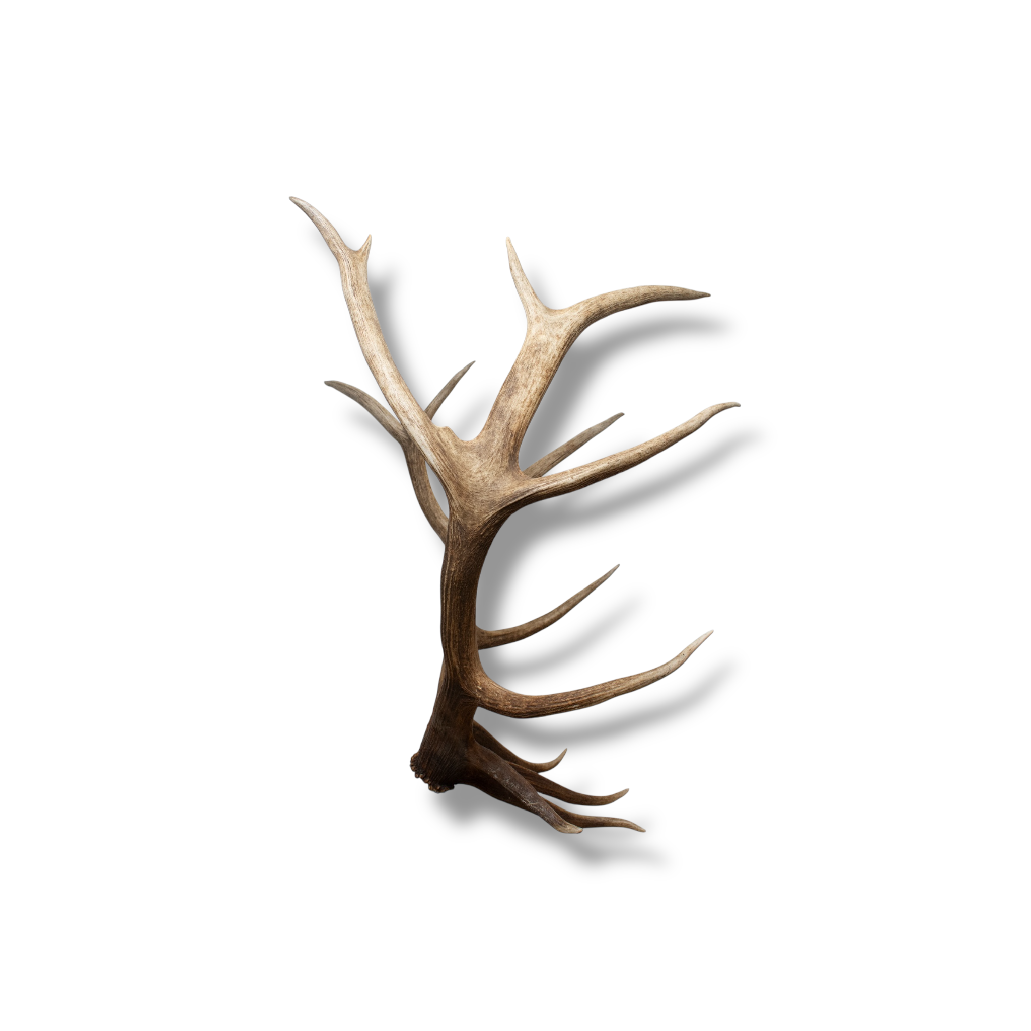 Elk Large | Made-to-Order | 40