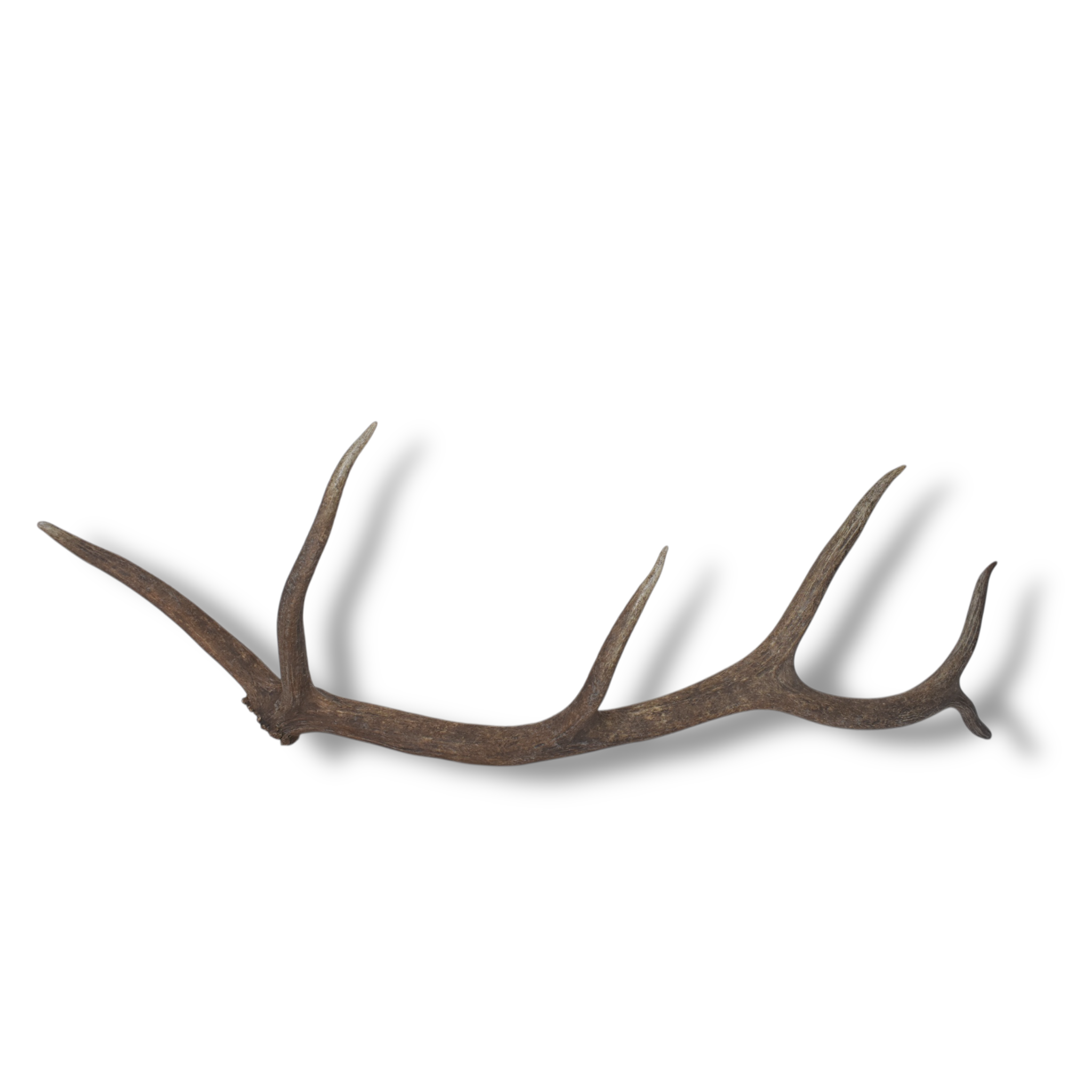 Elk Antler | Large Size | 100