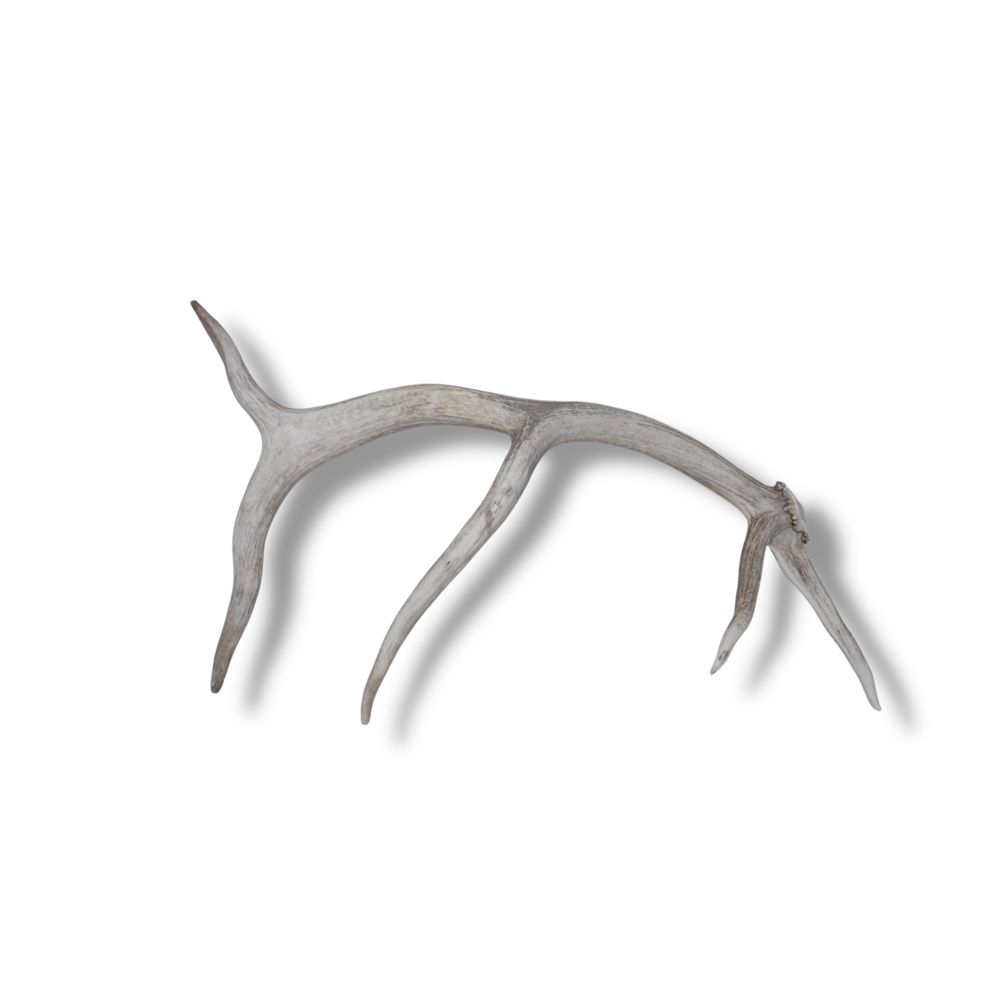 Elk Antler | Small Size | 109