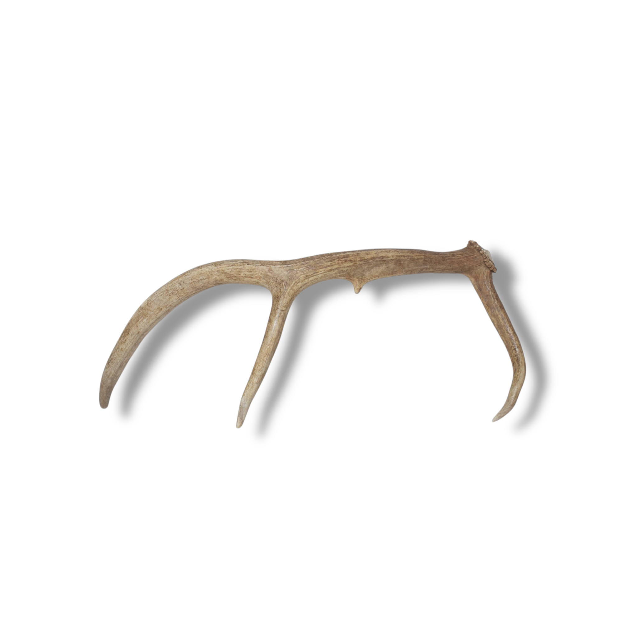 Elk Antler | Small Size | 104