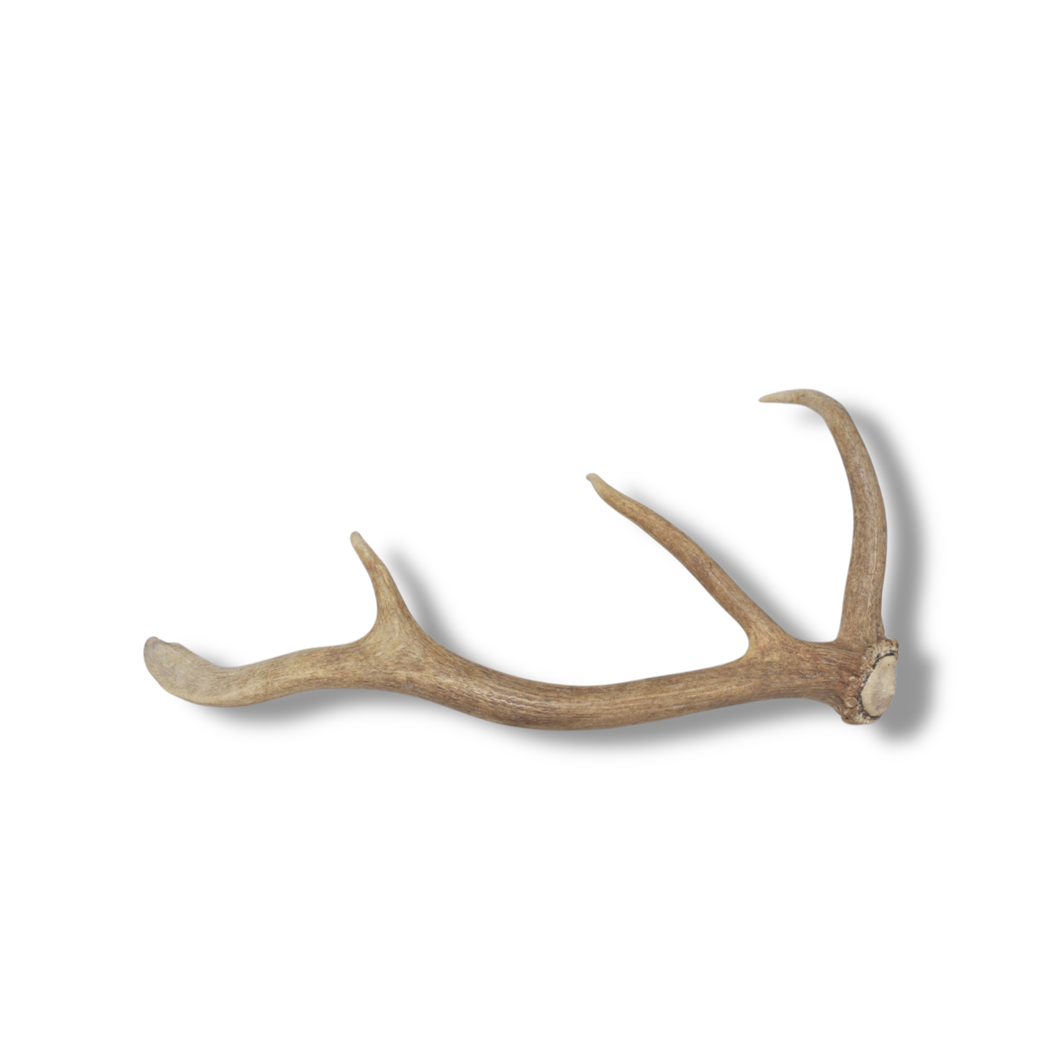 Elk Antler | Small Size | 117