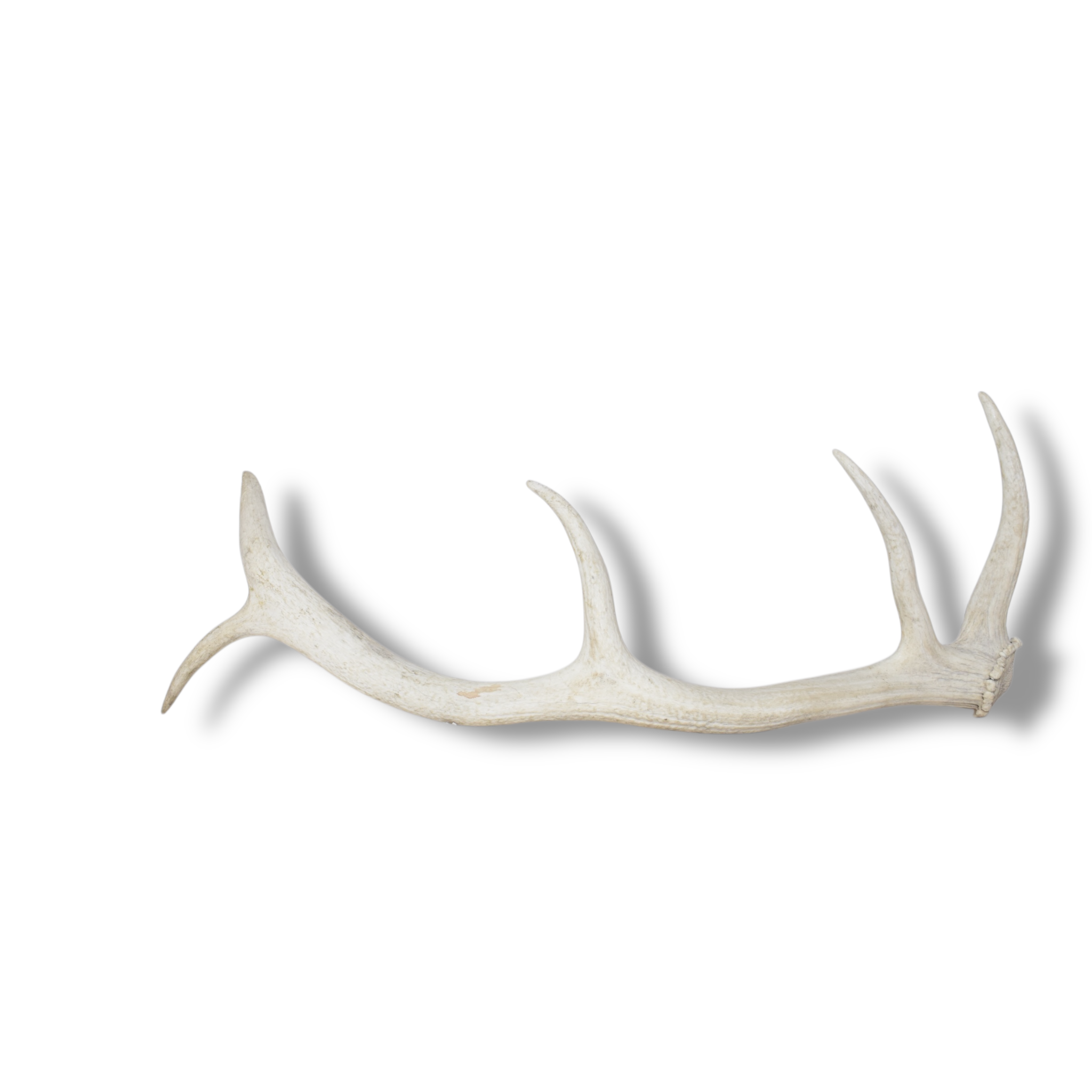 Elk Antler | Medium Size | 113