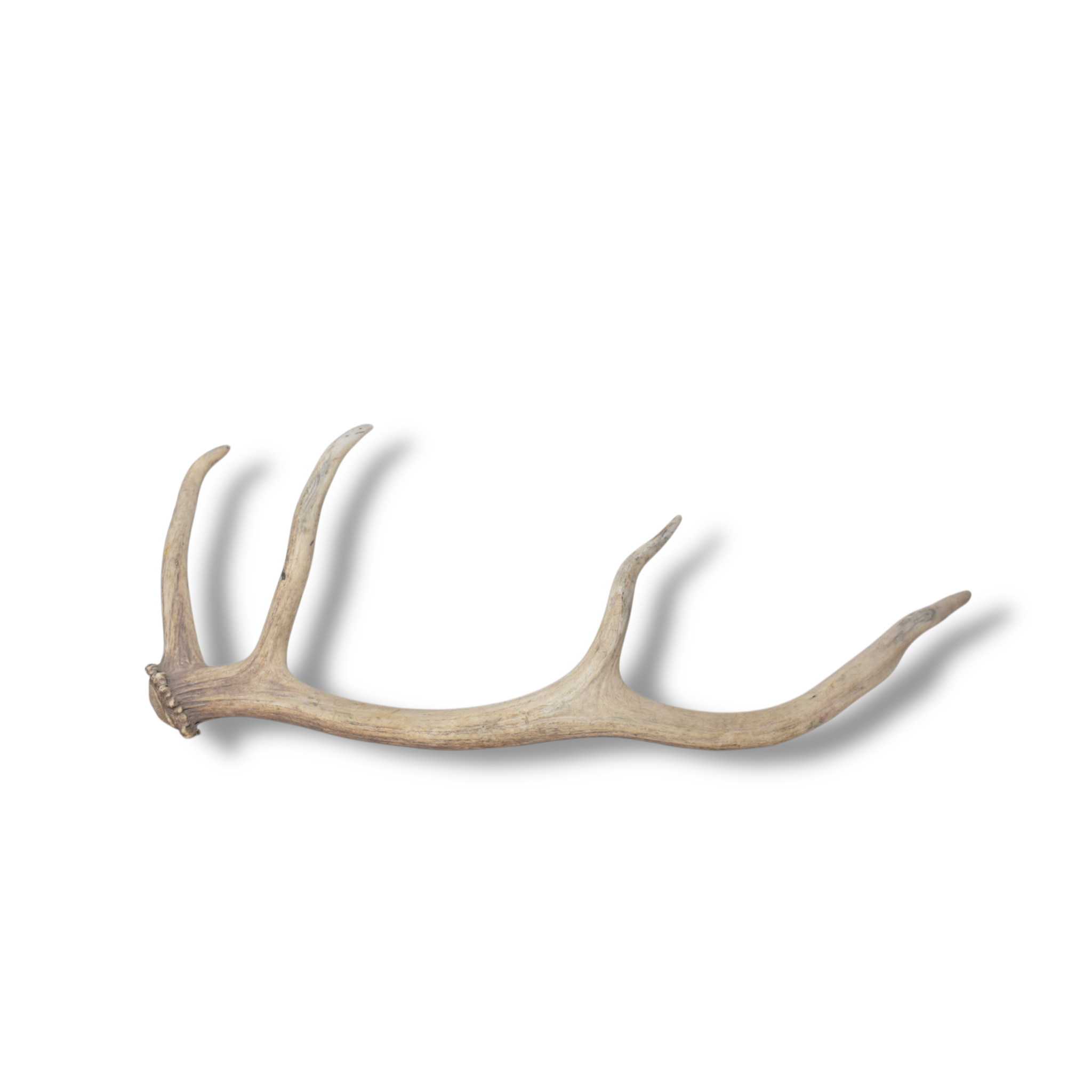 Elk Antler | Small Size | 120