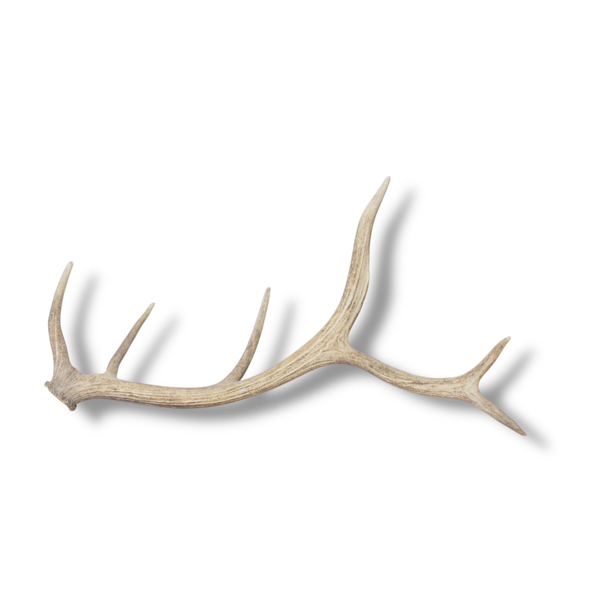 Elk Antler | Medium Size | 119