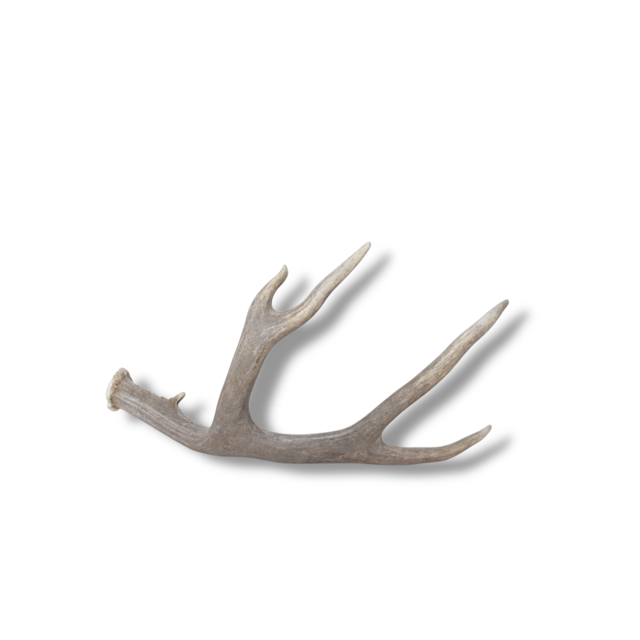 Mule Deer Antler | Small Size | 63