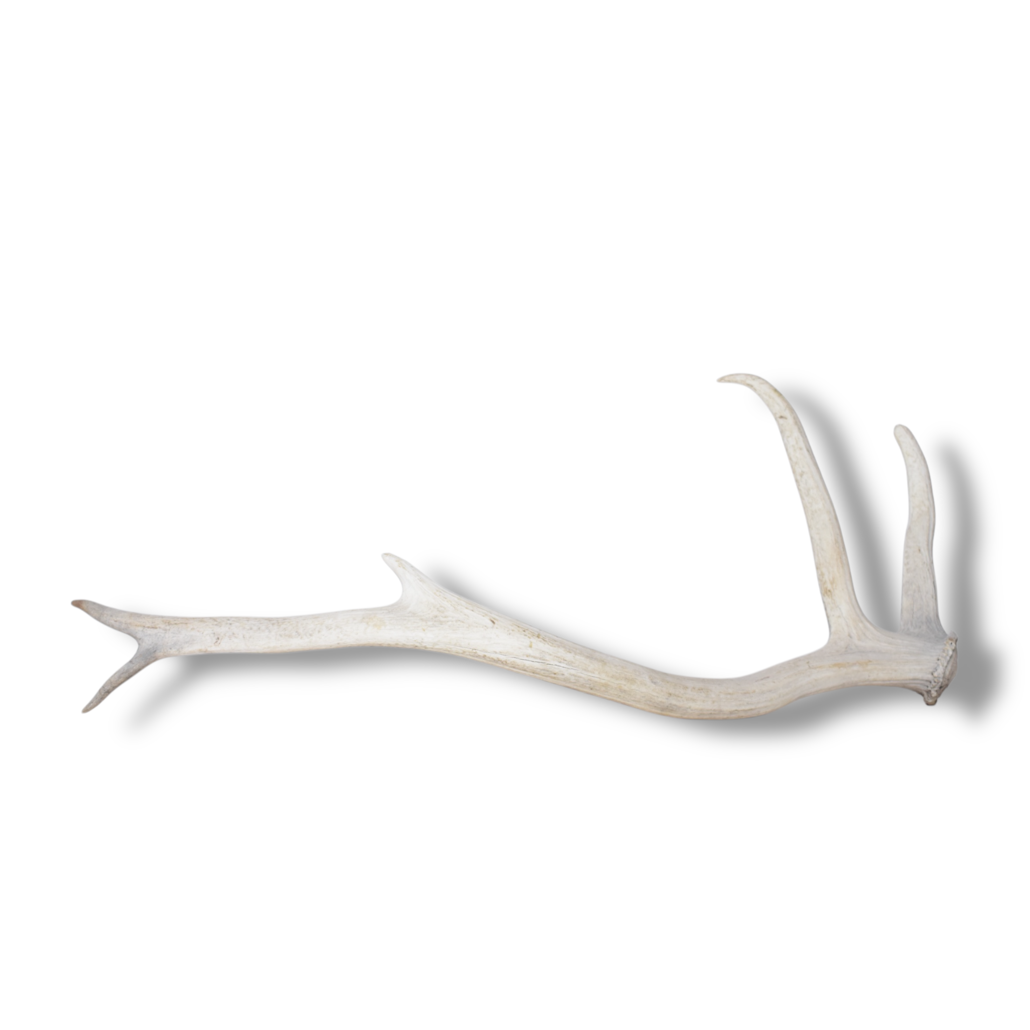 Elk Antler | Medium Size | 110