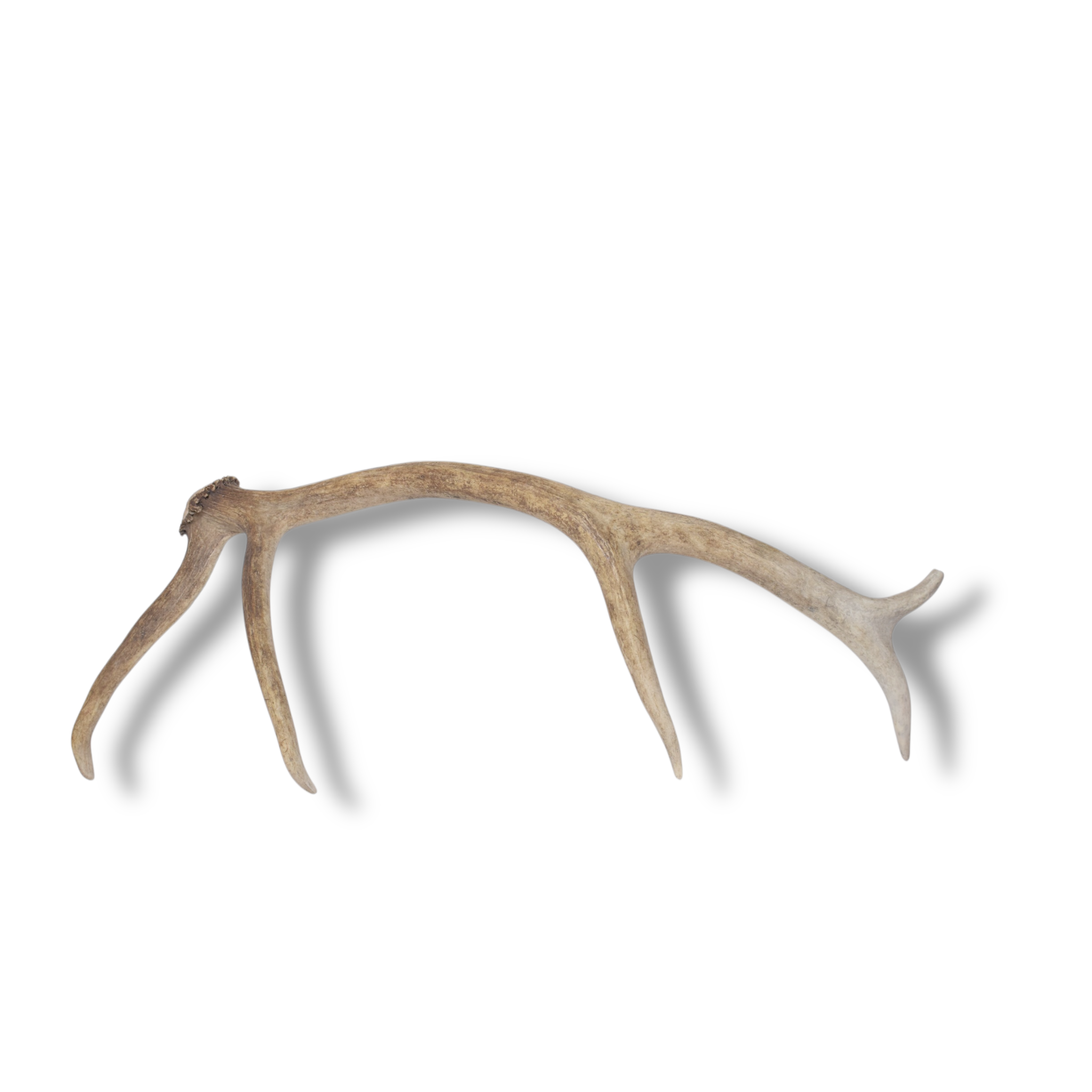 SOLD OUT | Elk Antler | Small Size | 89