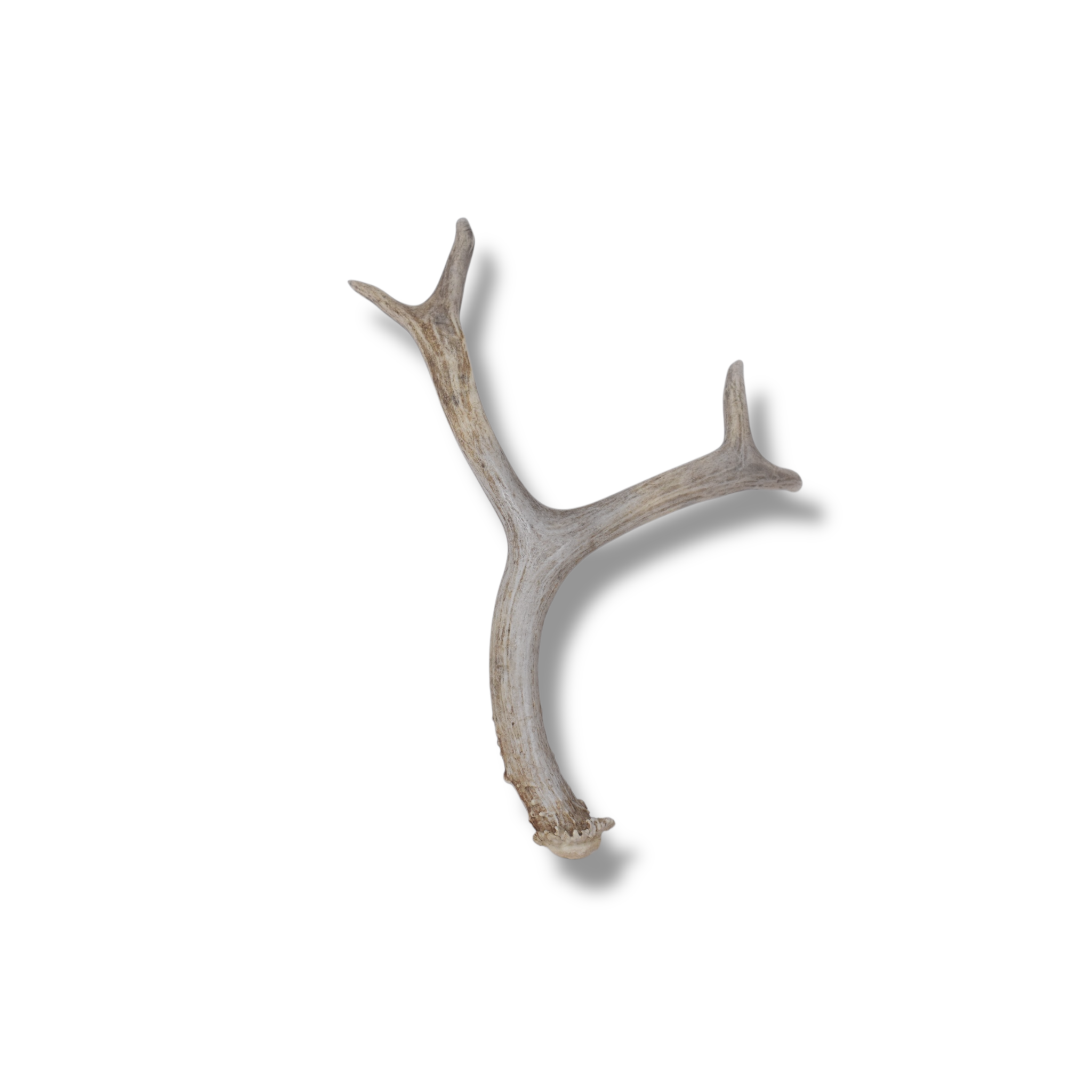 Mule Deer Antler | Medium Size | 57