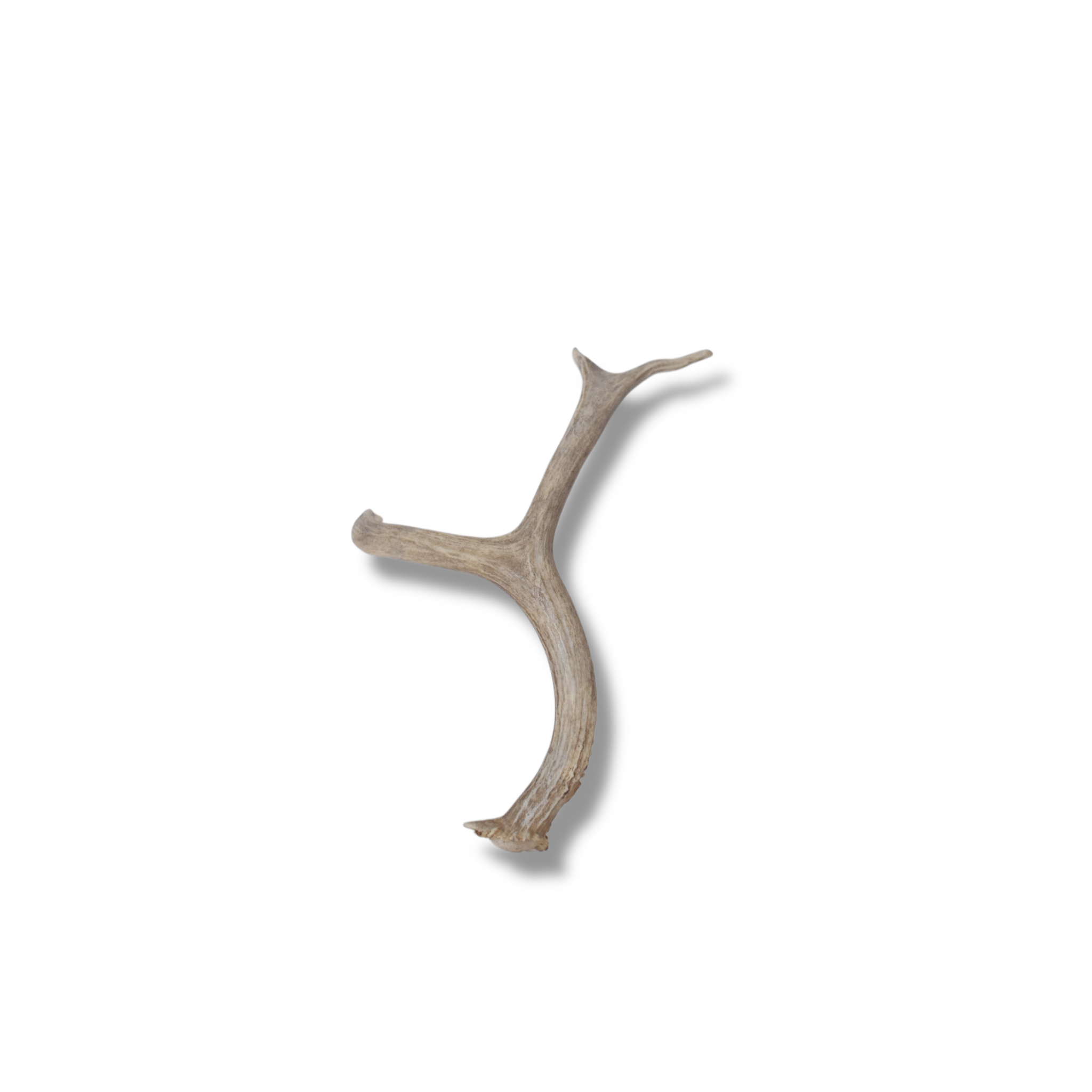 Mule Deer Antler | Small Size | 56
