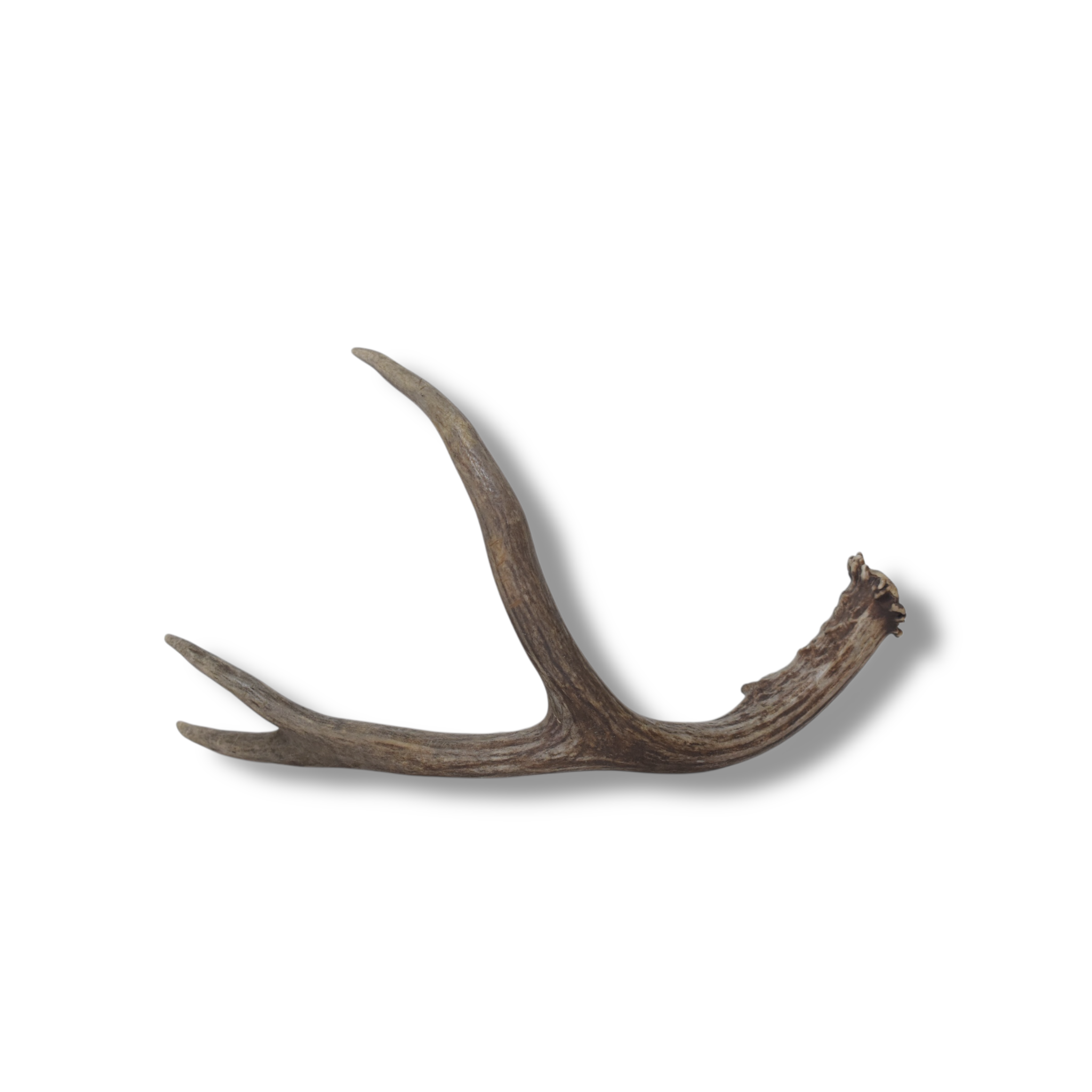 Mule Deer Antler | Medium Size | 59