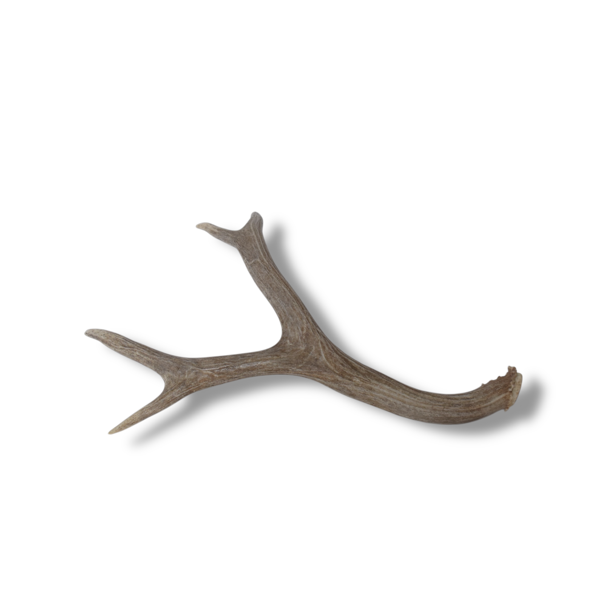Mule Deer Antler | Medium Size | 58