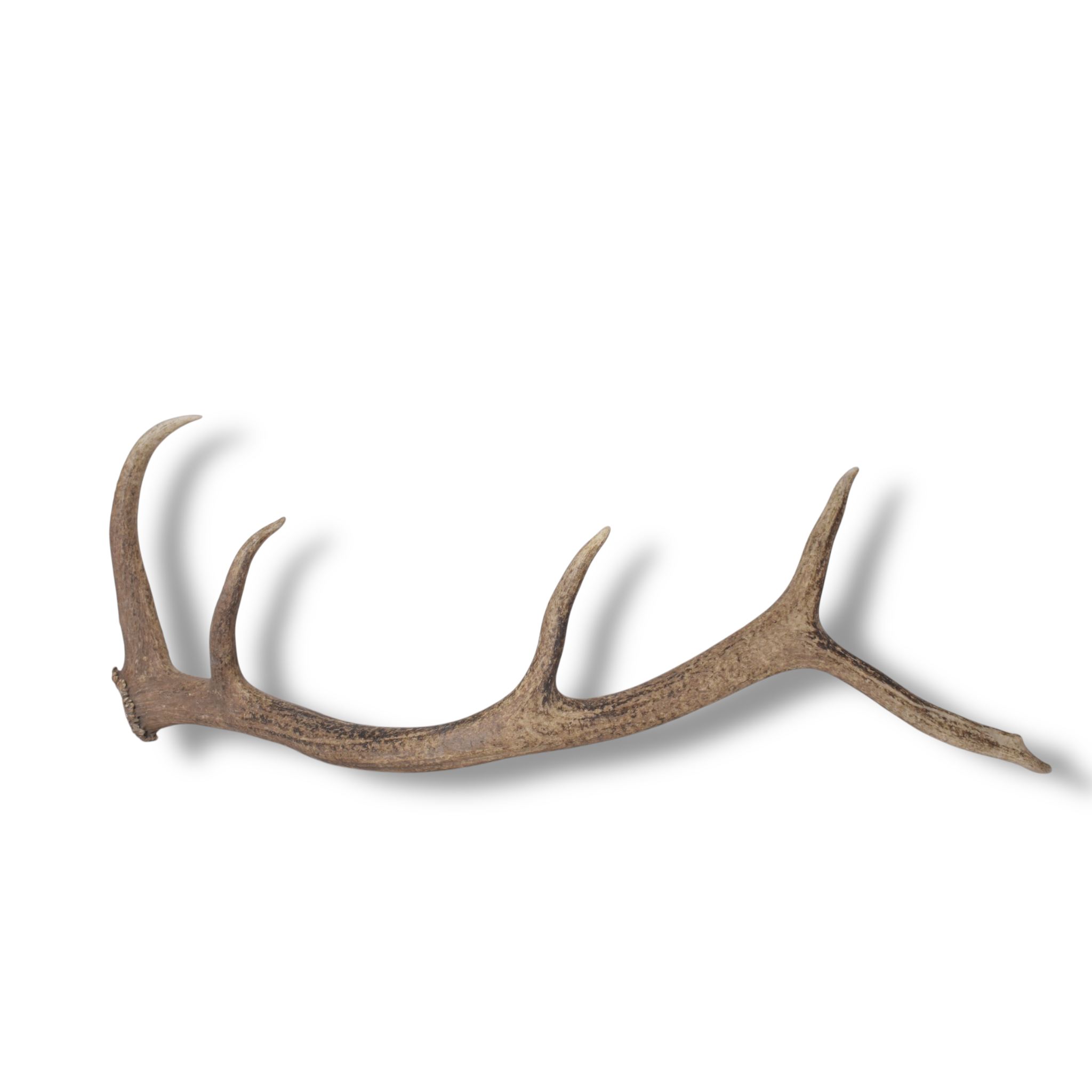 Elk Antler | Medium Size | 142