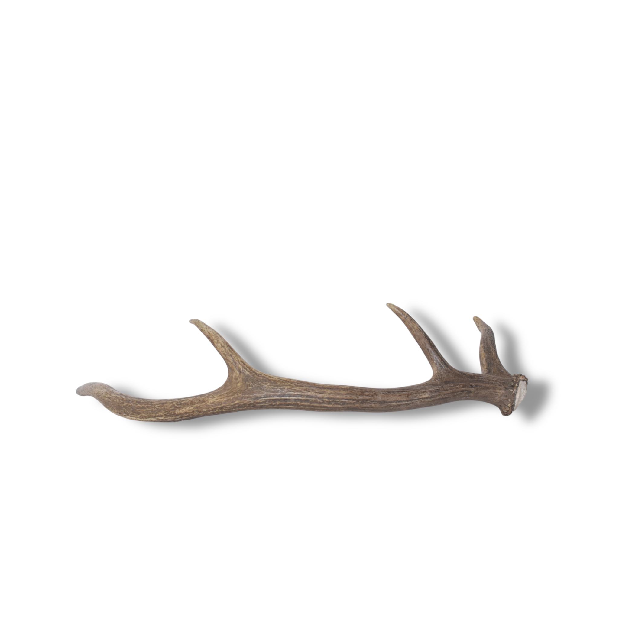 Elk Antler | Small Size | 134