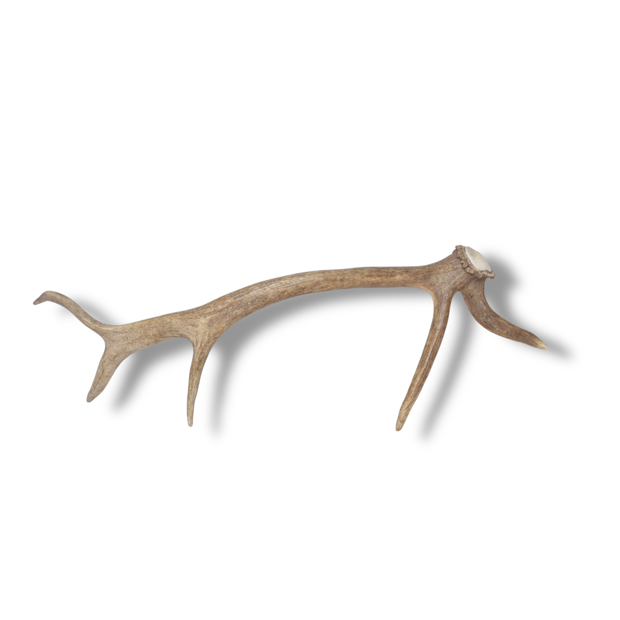 Elk Antler | Small Size | 138