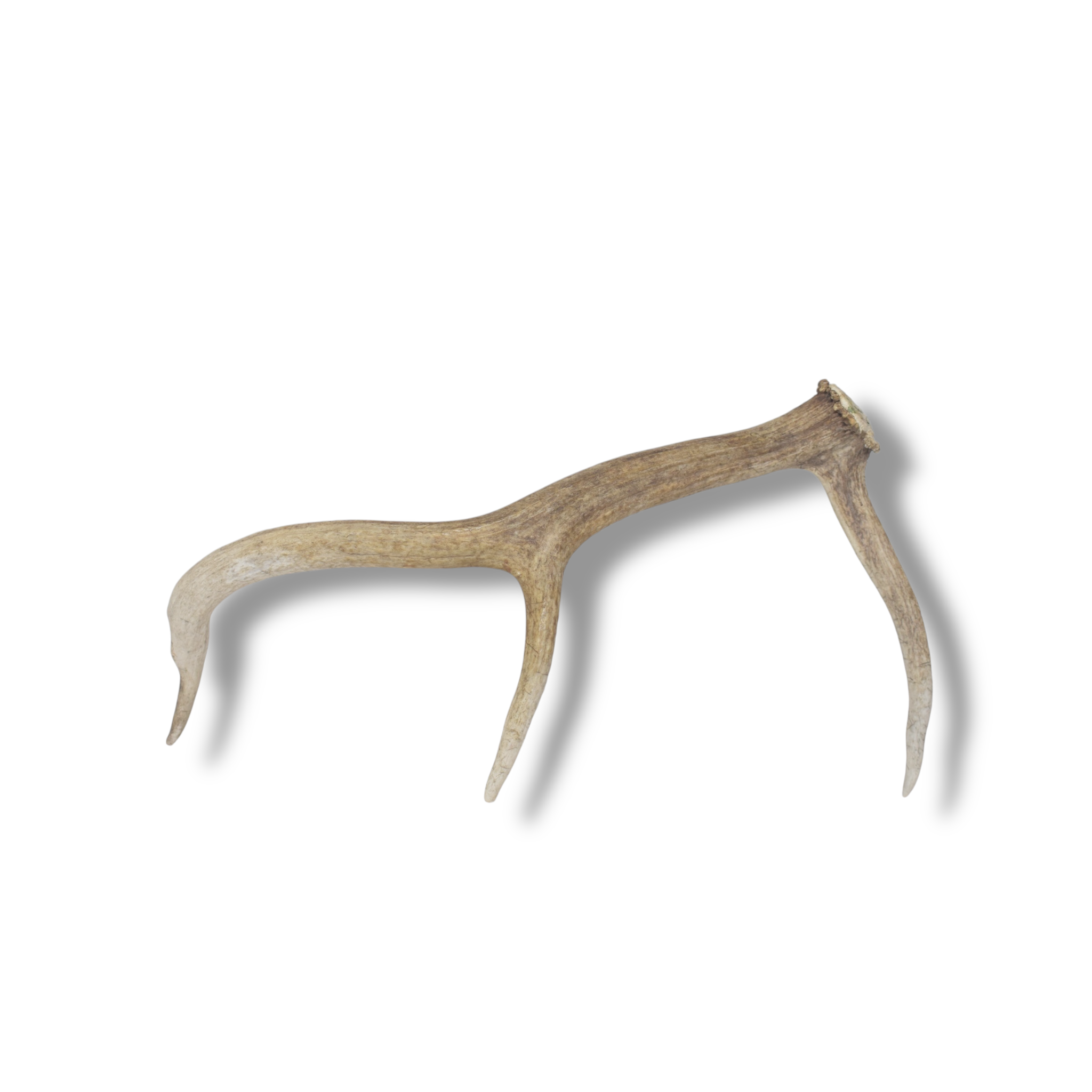 Elk Antler | Small Size | 126