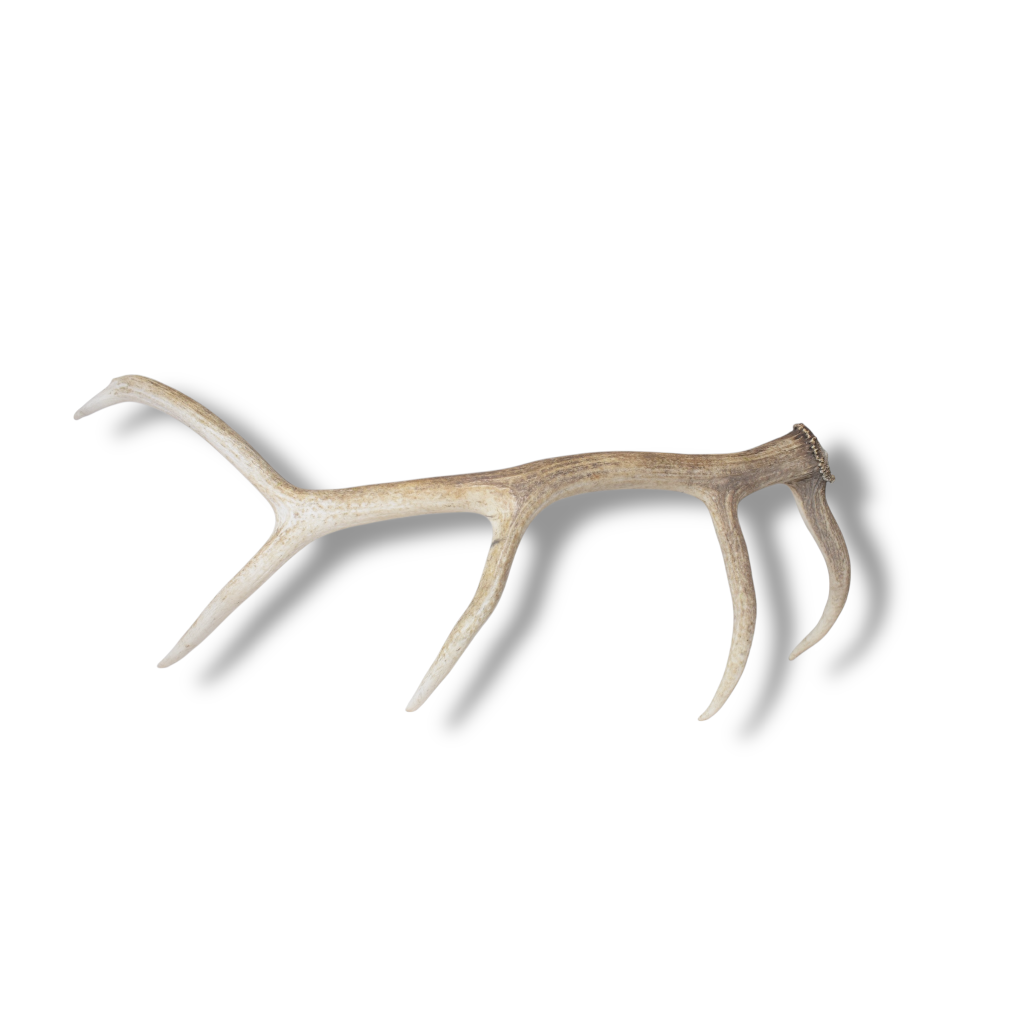 Elk Antler | Medium Size | 127