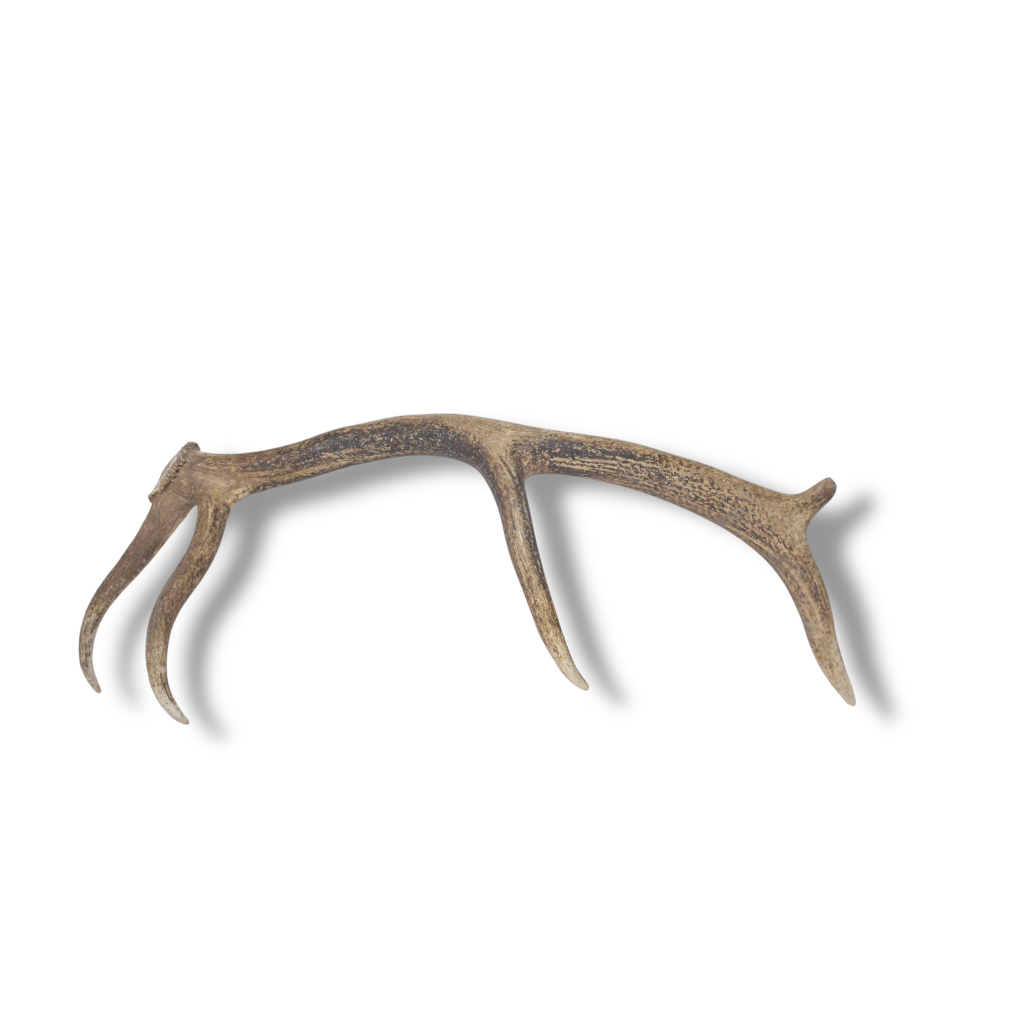 Elk Antler | Small Size | 139
