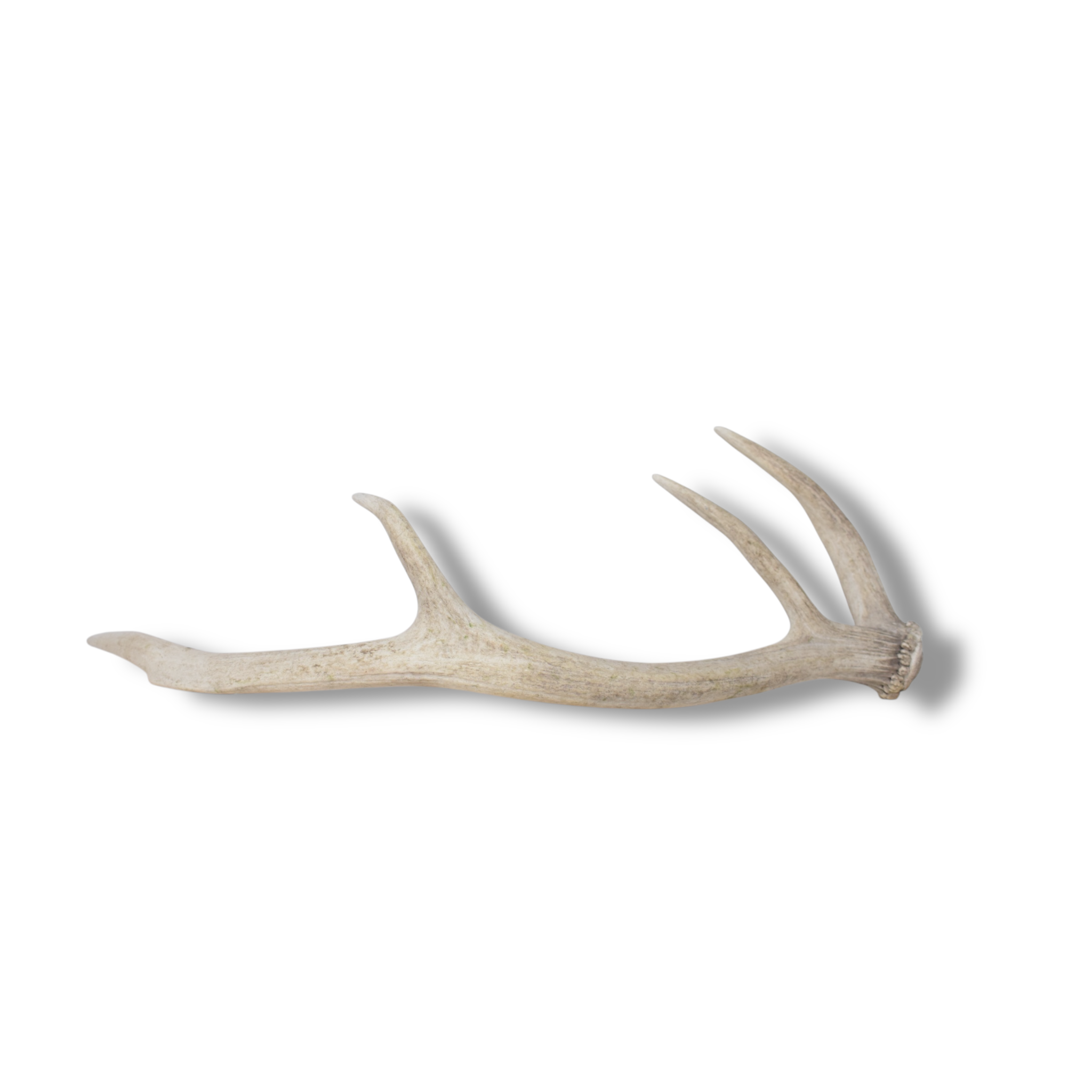 Elk Antler | Small Size | 143