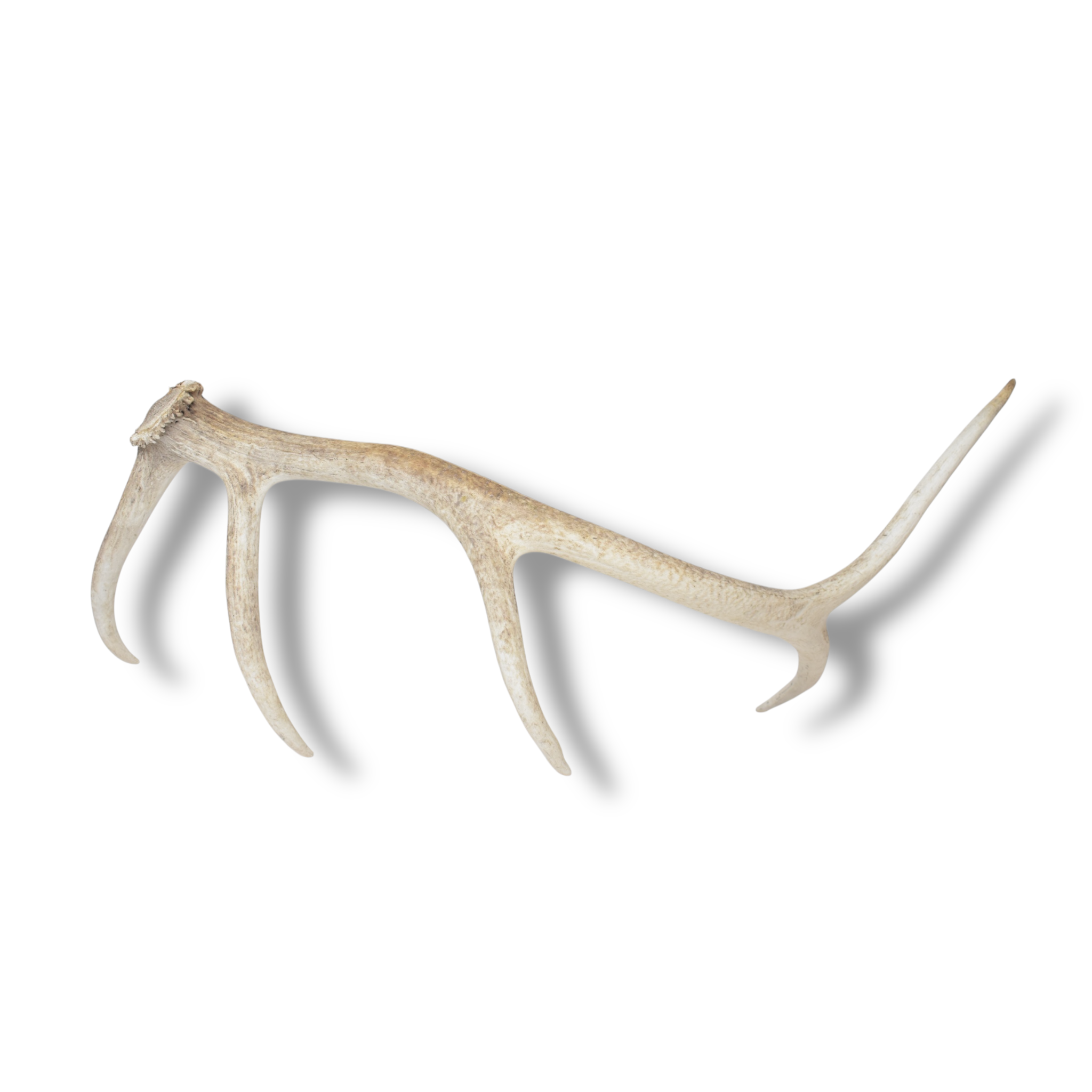 Elk Antler | Medium Size | 121