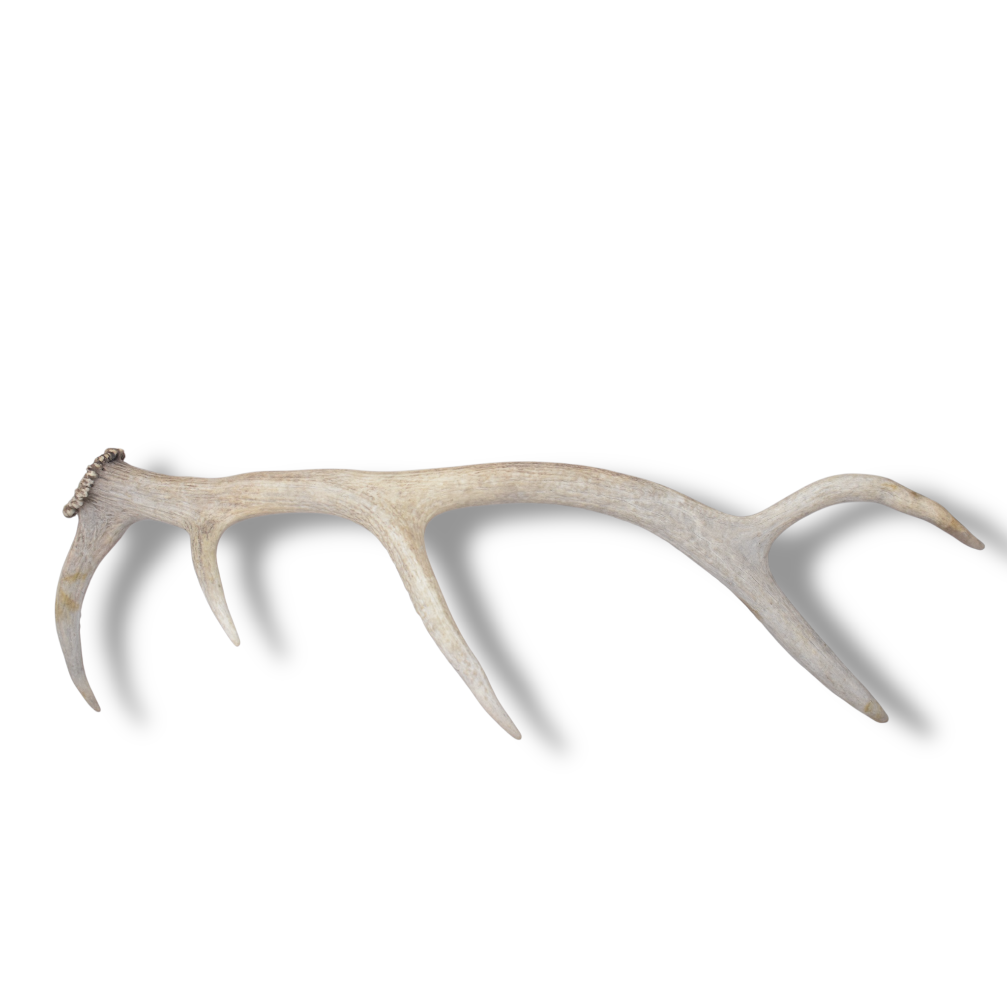 Elk Antler | Small Size | 152