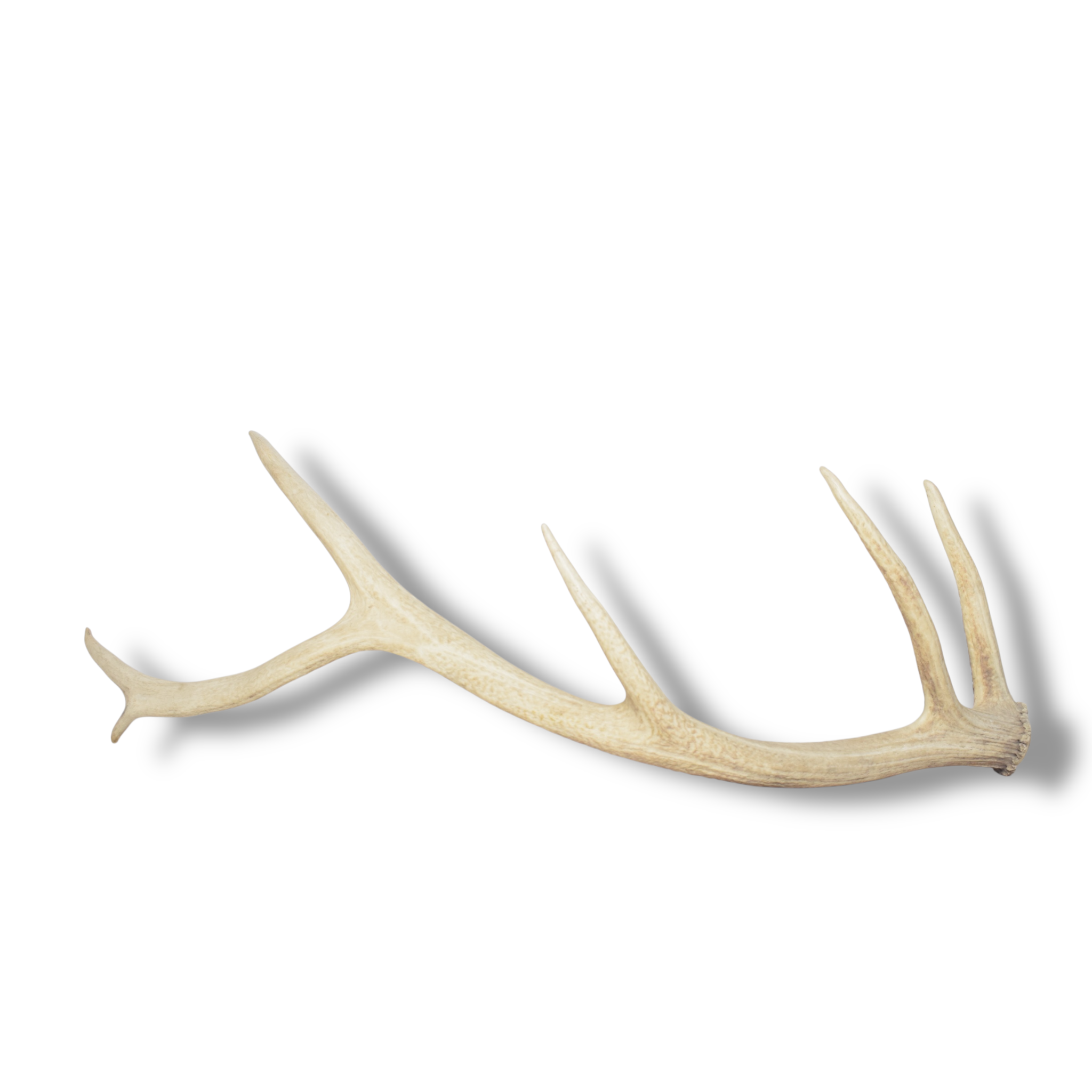 Elk Antler | Medium Size | 128
