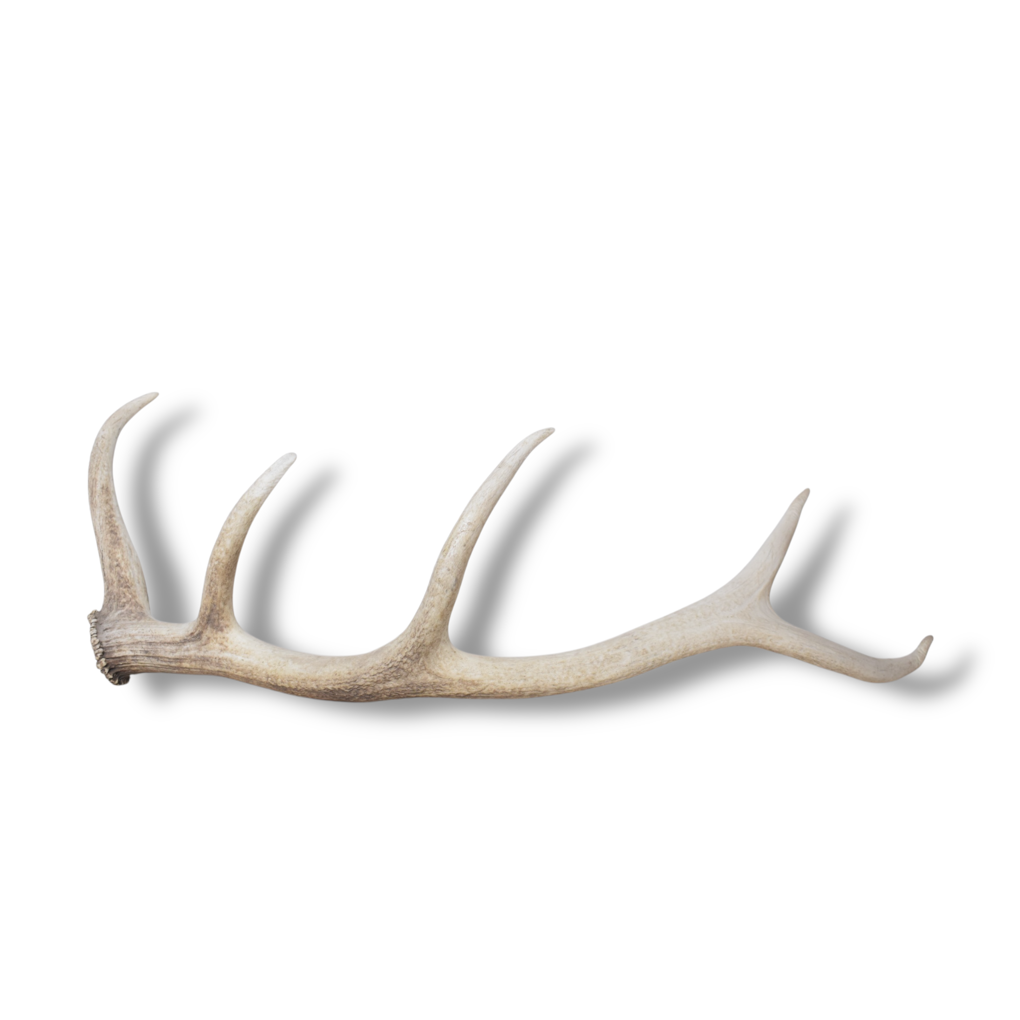 Elk Antler | Medium Size | 122